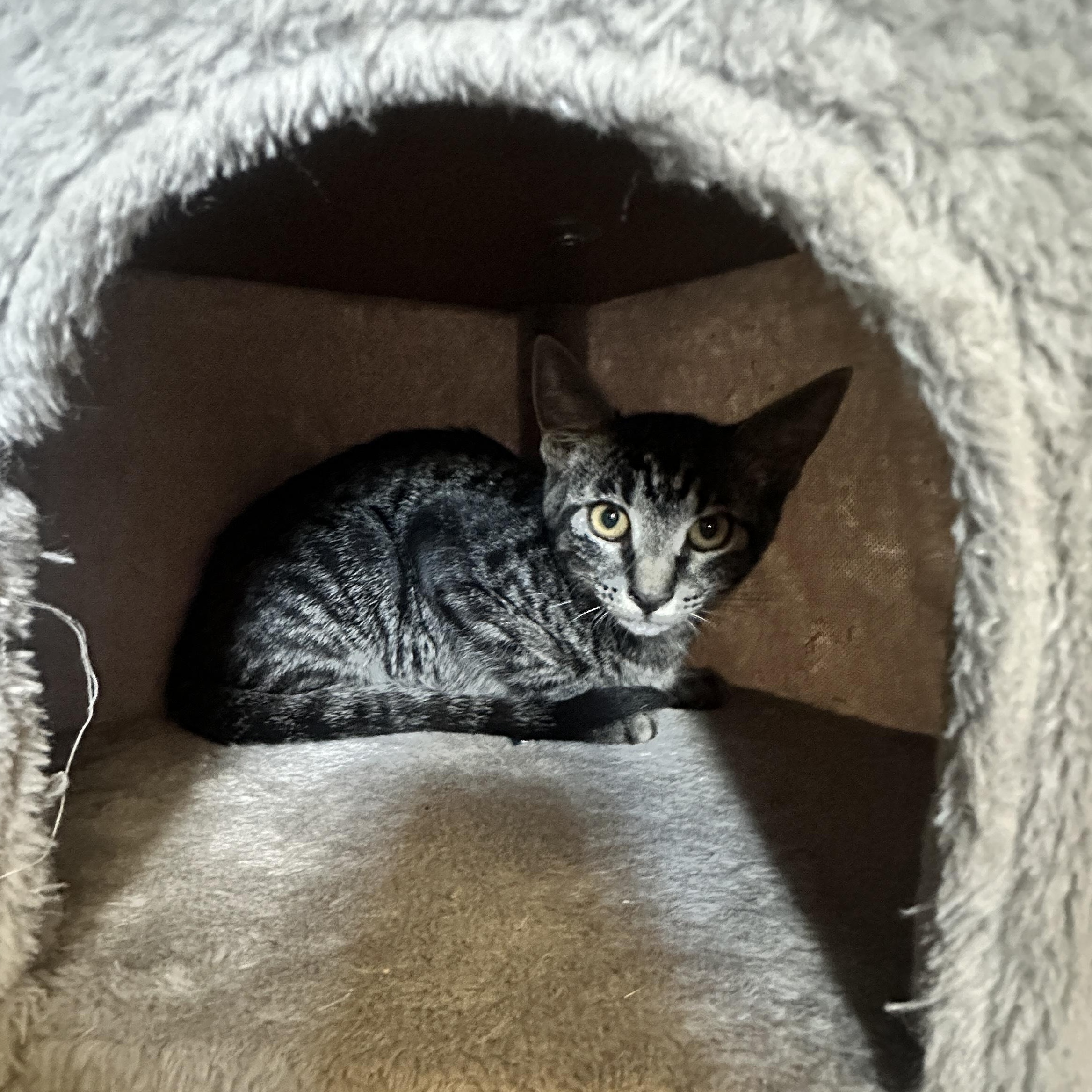 Enlarge Ranger and Shiloh- bonded brothers, a Adoptable mixed breed in Prescott, AZ image 5/6