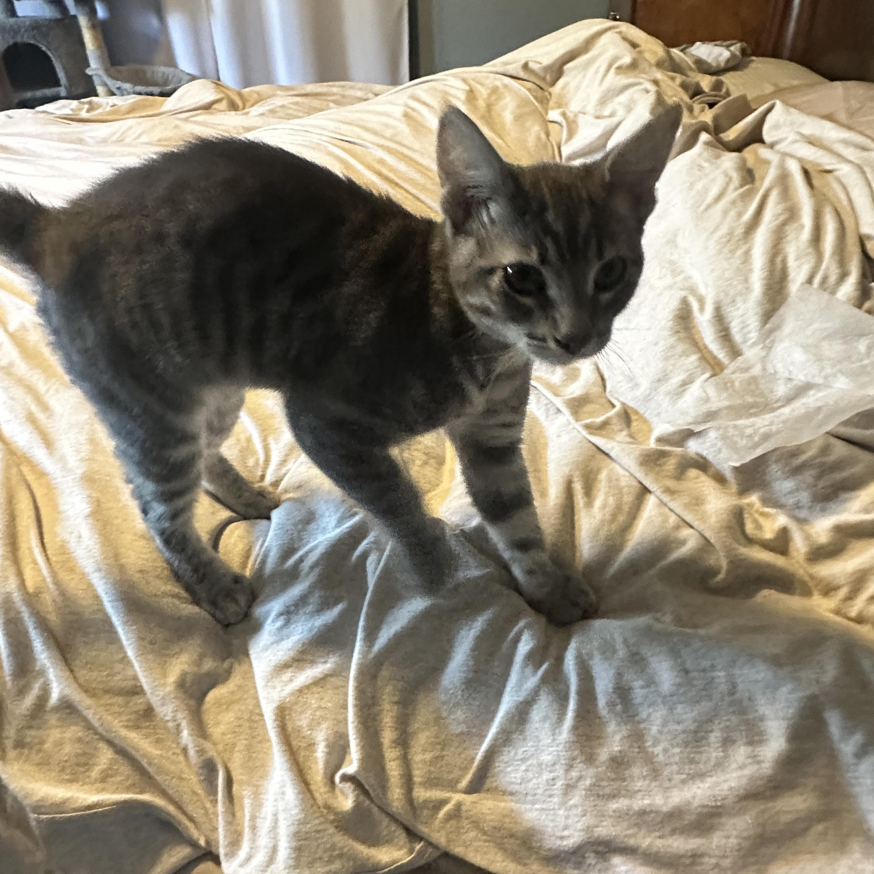 Enlarge Ranger and Shiloh- bonded brothers, a Adoptable mixed breed in Prescott, AZ image 2/6