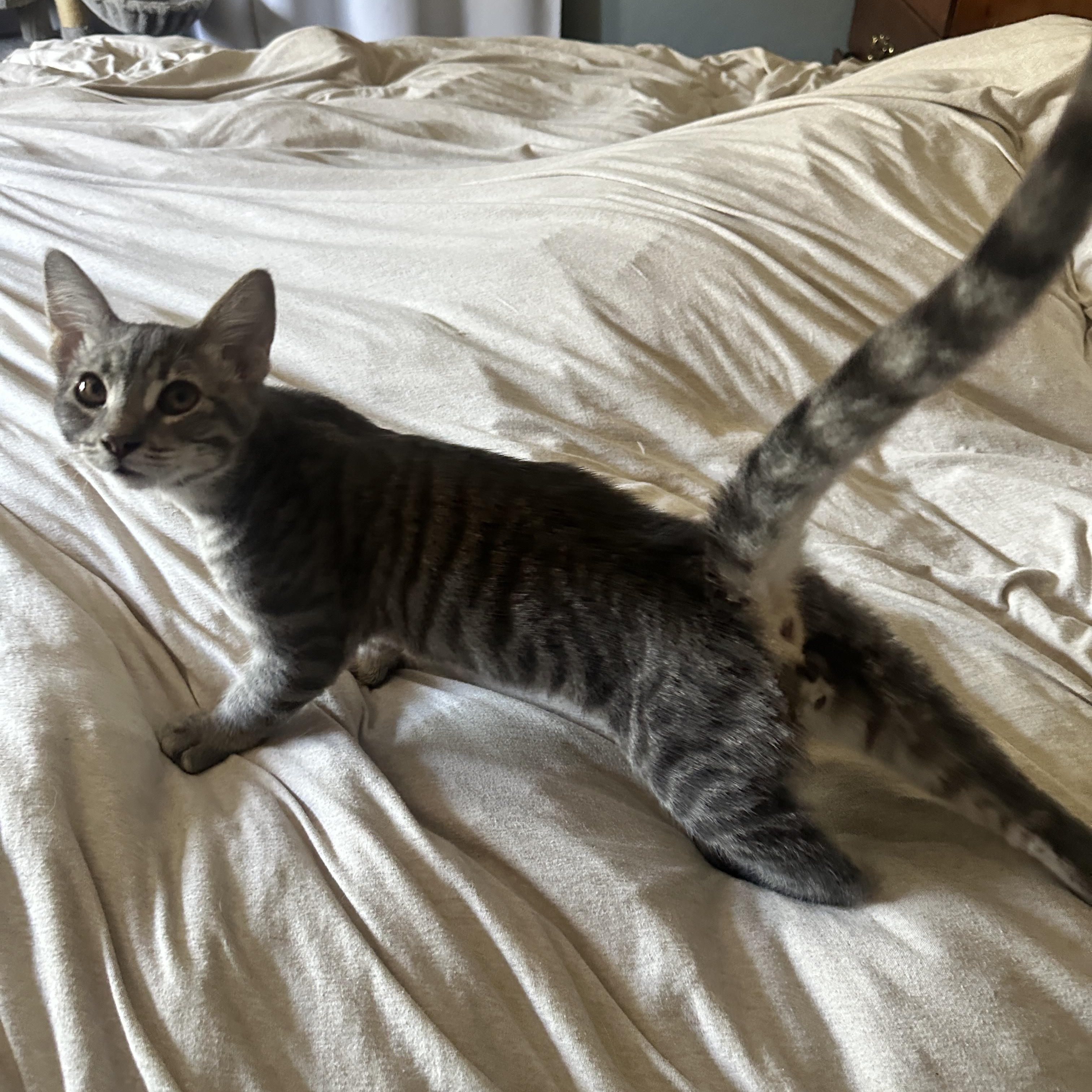 Enlarge Ranger and Shiloh- bonded brothers, a Adoptable mixed breed in Prescott, AZ image 3/6