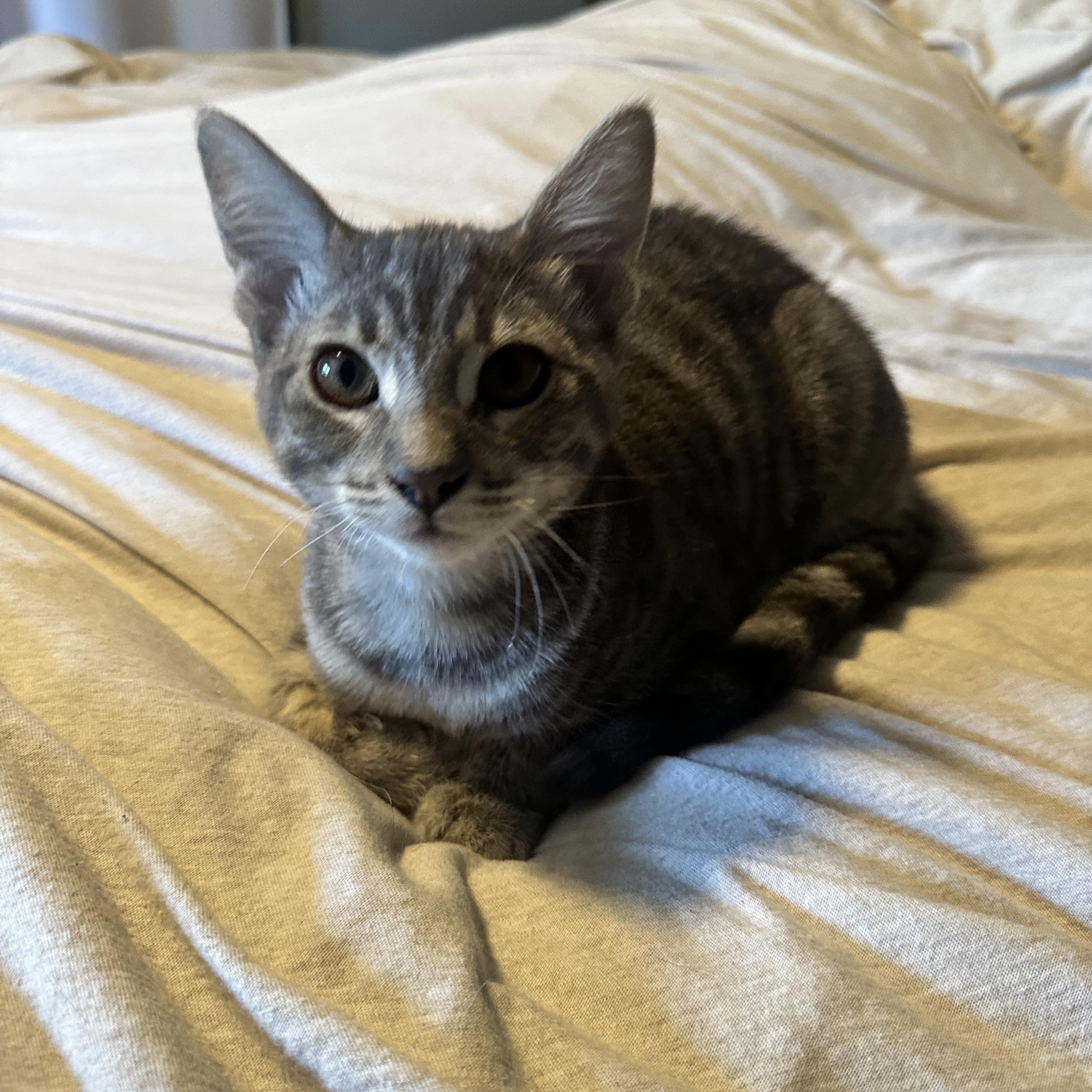 Enlarge Ranger and Shiloh- bonded brothers, a Adoptable mixed breed in Prescott, AZ image 4/6