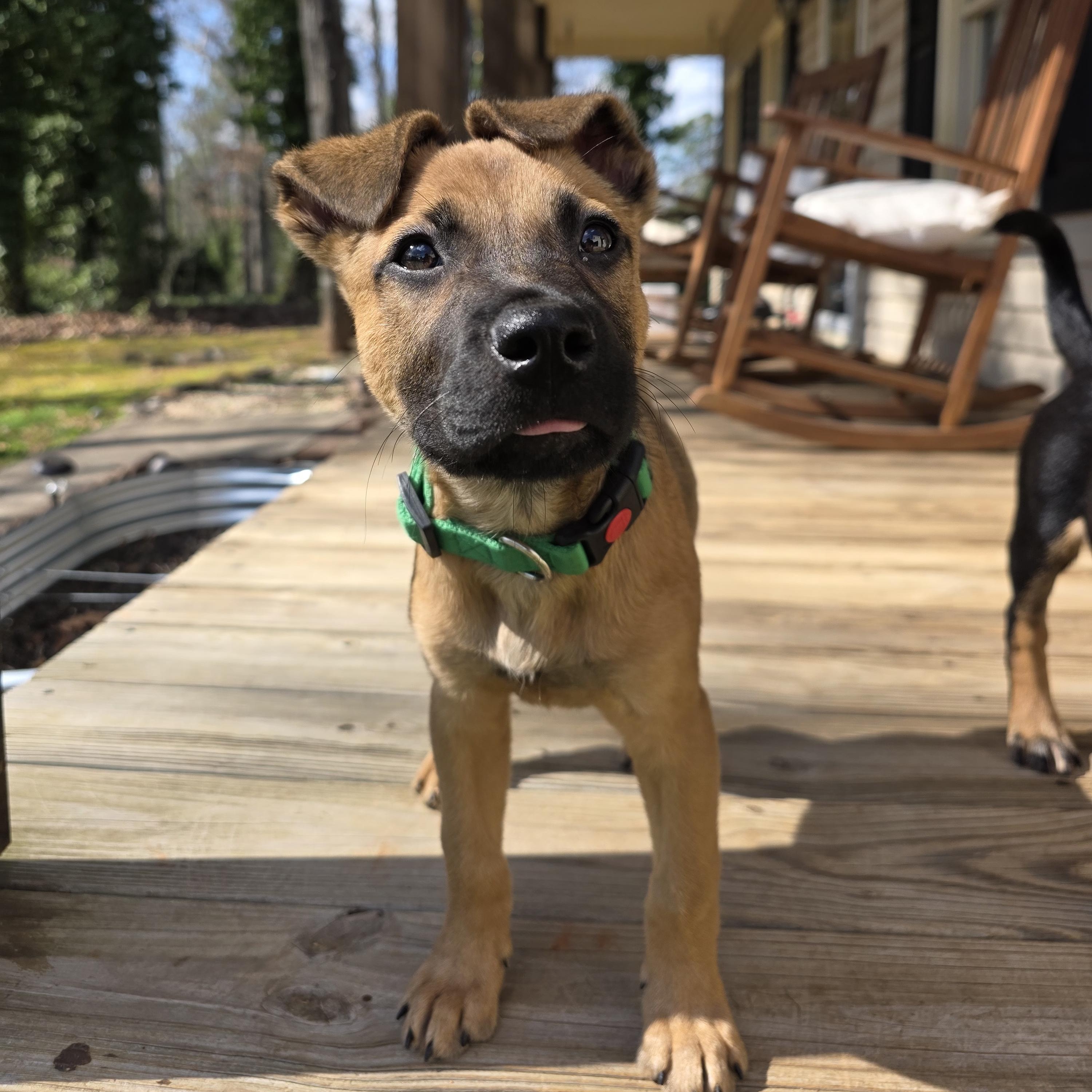 Buccaneer, Adoptable, Puppy Male Shepherd & Black Mouth Cur.