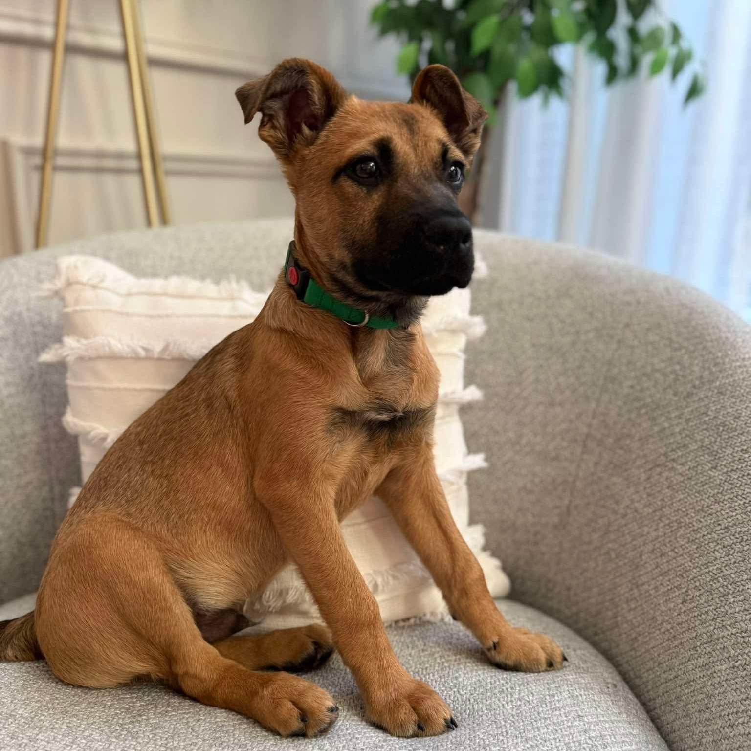 Buccaneer, Adoptable, Puppy Male Shepherd & Black Mouth Cur.