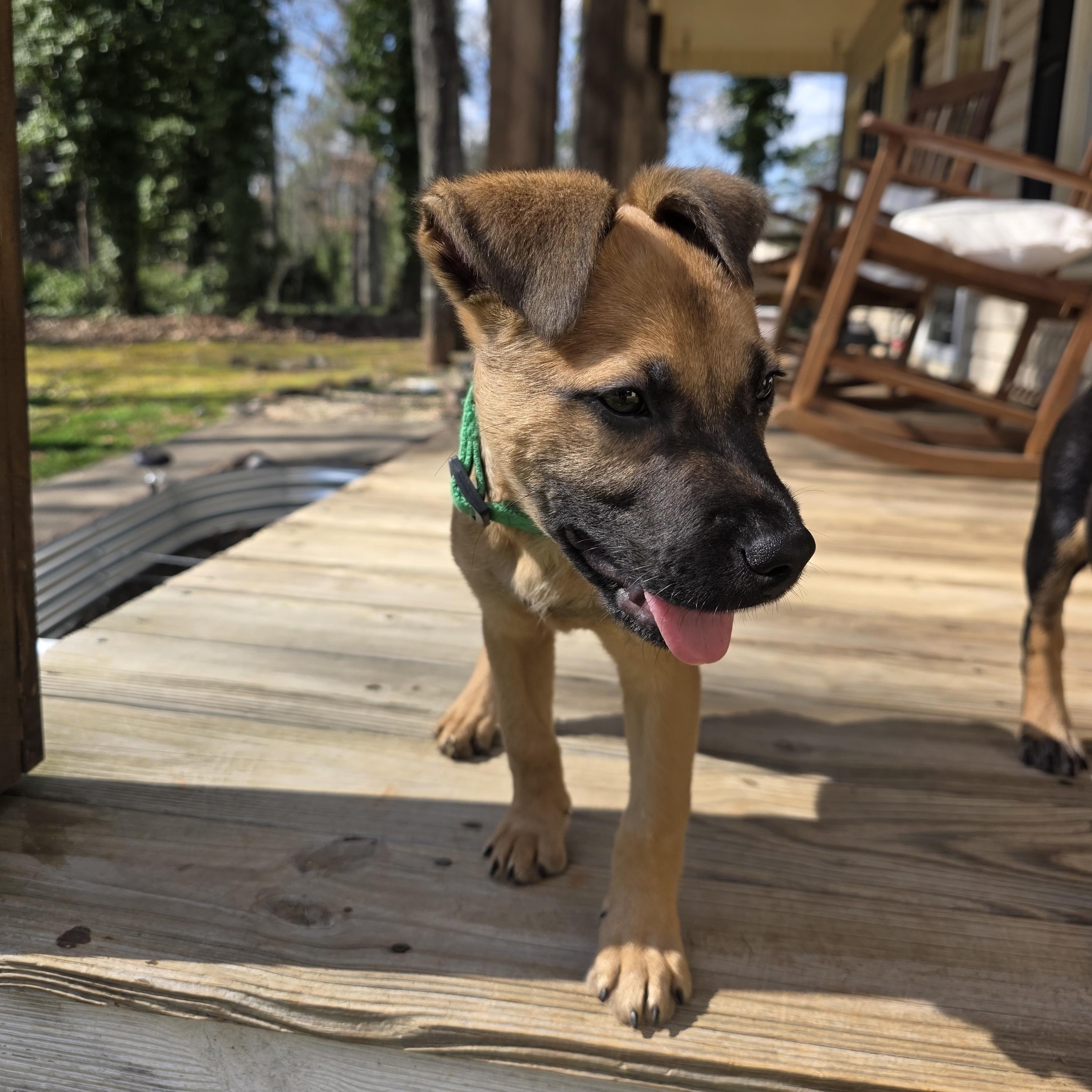 Enlarge Buccaneer, a Adoptable mixed breed in Rock Hill, SC image 3/5