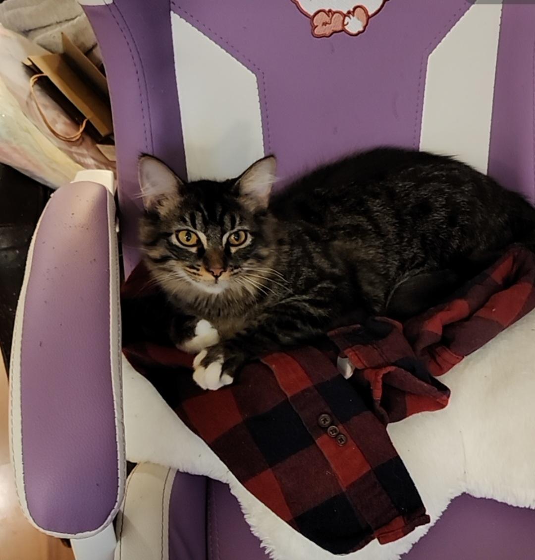 Enlarge Chain-Gang Charlie, an adoptable Domestic Short Hair in Lacey, WA image 3/6