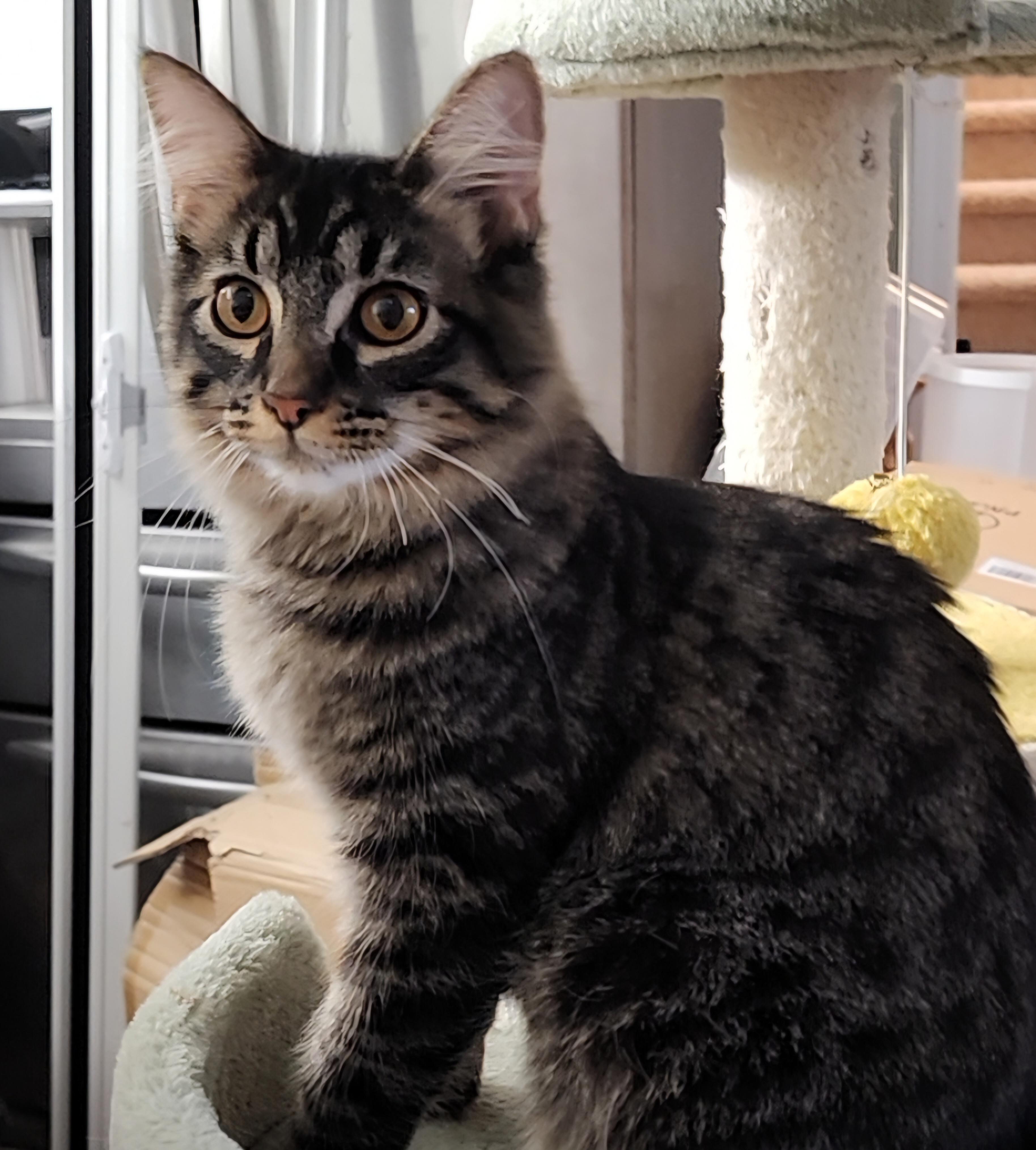 Enlarge Chain-Gang Charlie, an adoptable Domestic Short Hair in Lacey, WA image 2/6