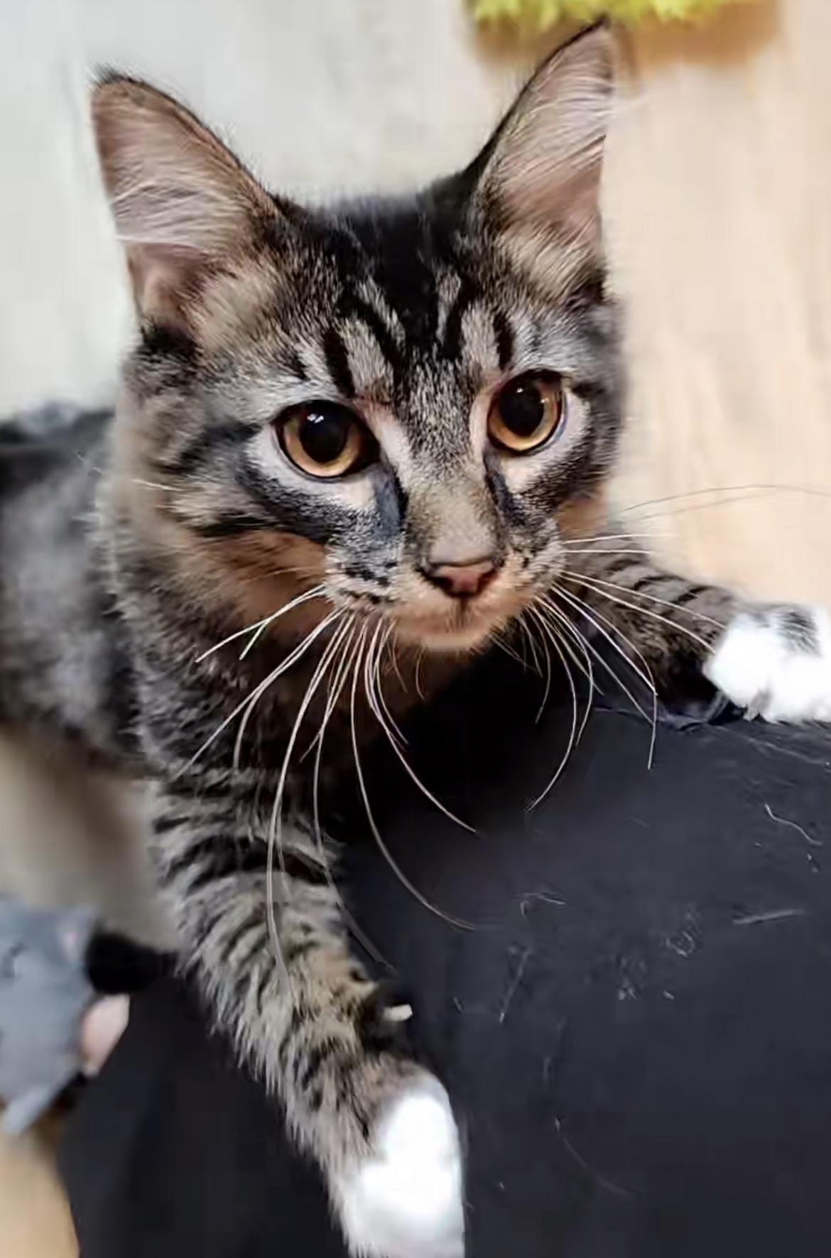 Enlarge Chain-Gang Charlie, an adoptable Domestic Short Hair in Lacey, WA image 5/6