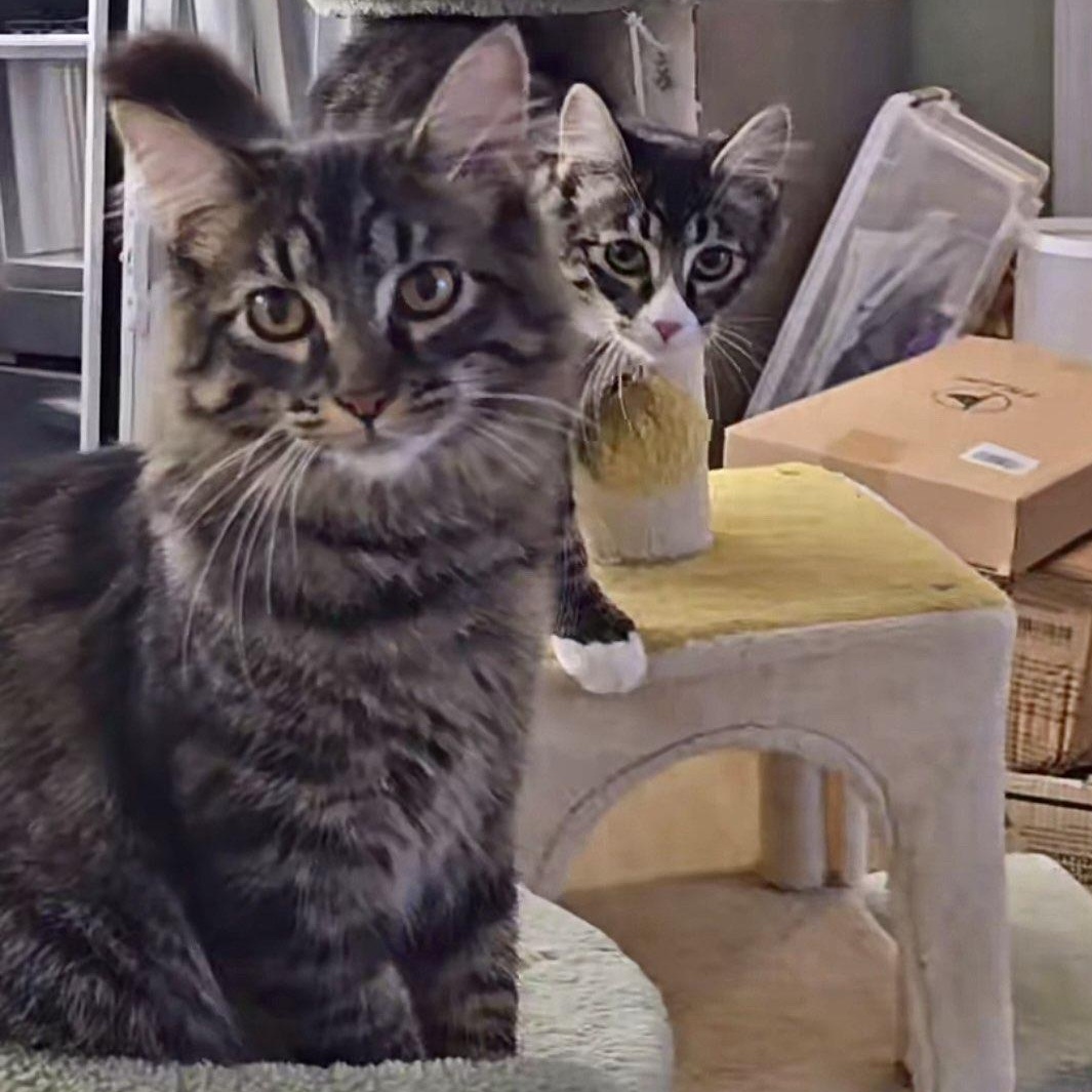 Enlarge Chain-Gang Charlie, an adoptable Domestic Short Hair in Lacey, WA image 4/6