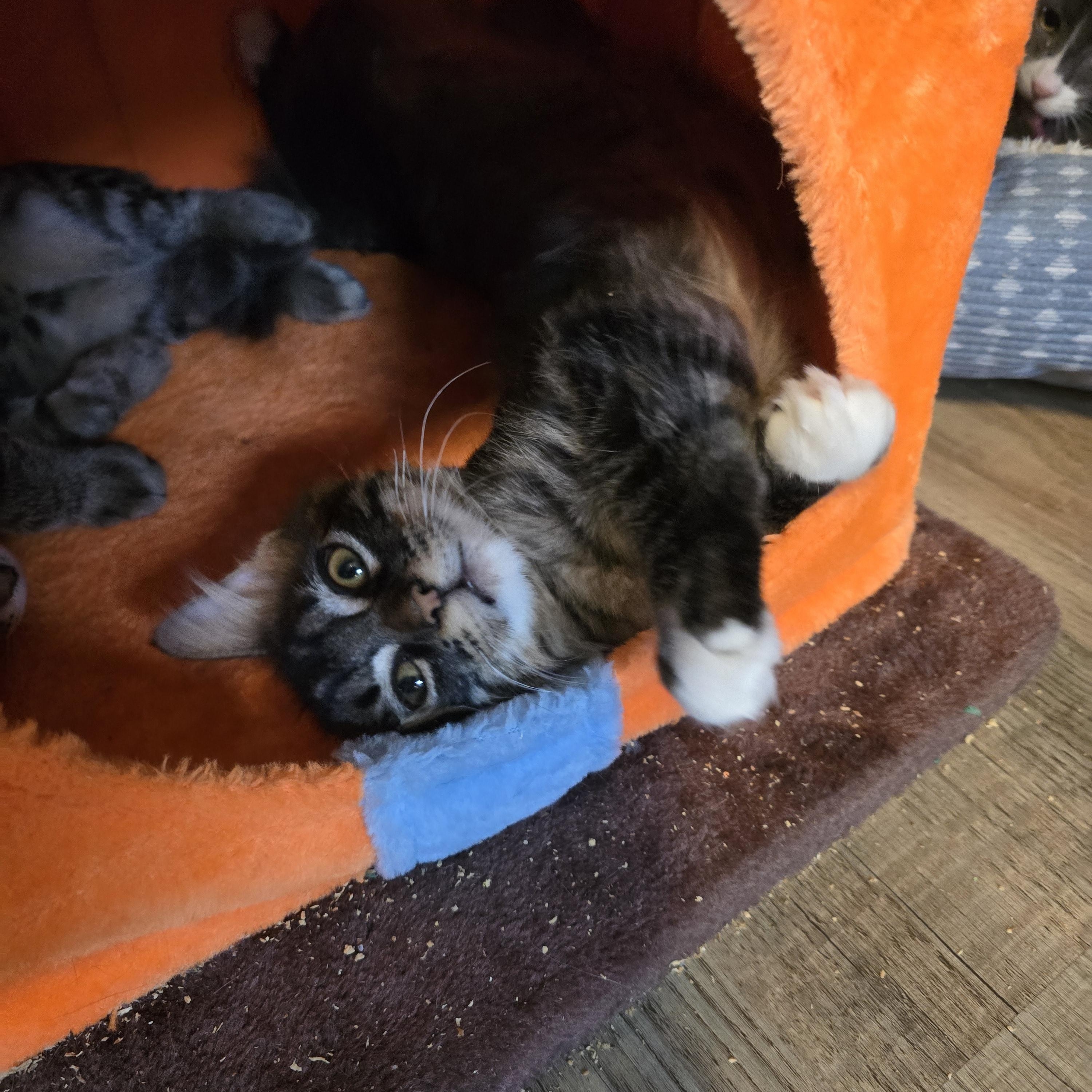 Chain-Gang Charlie, adoptable, Kitten Male Domestic Short Hair.