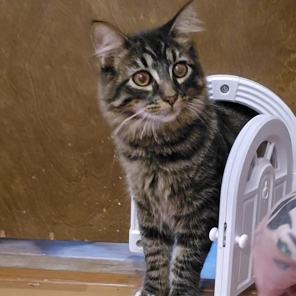 Enlarge Chain-Gang Charlie, an adoptable Domestic Short Hair in Lacey, WA image 1/6