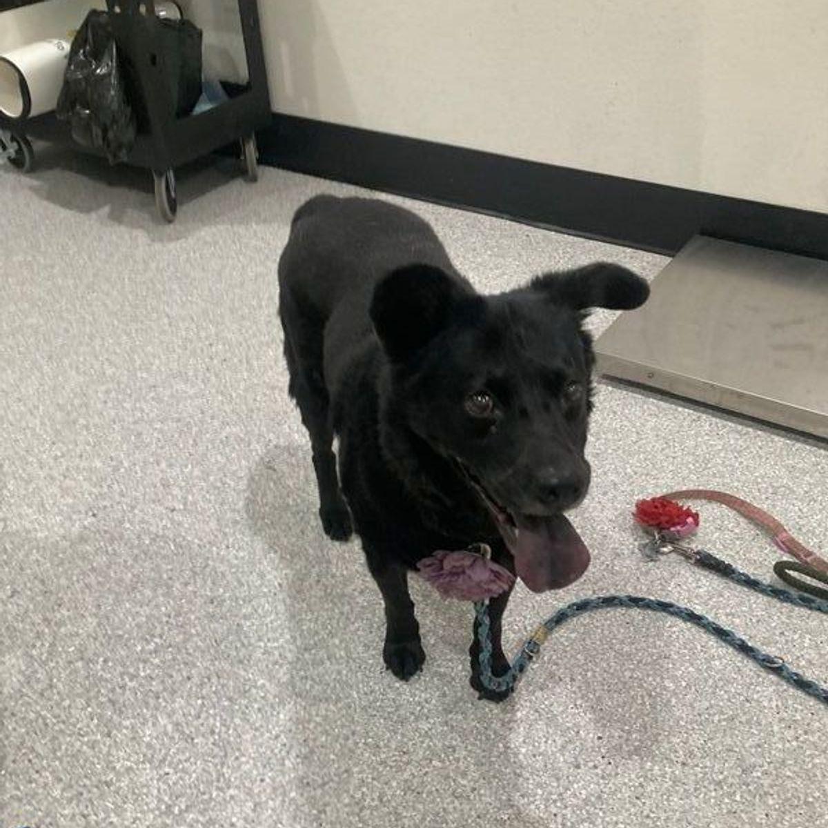 Ember, Adoptable, Senior Female Labrador Retriever & Mixed Breed.