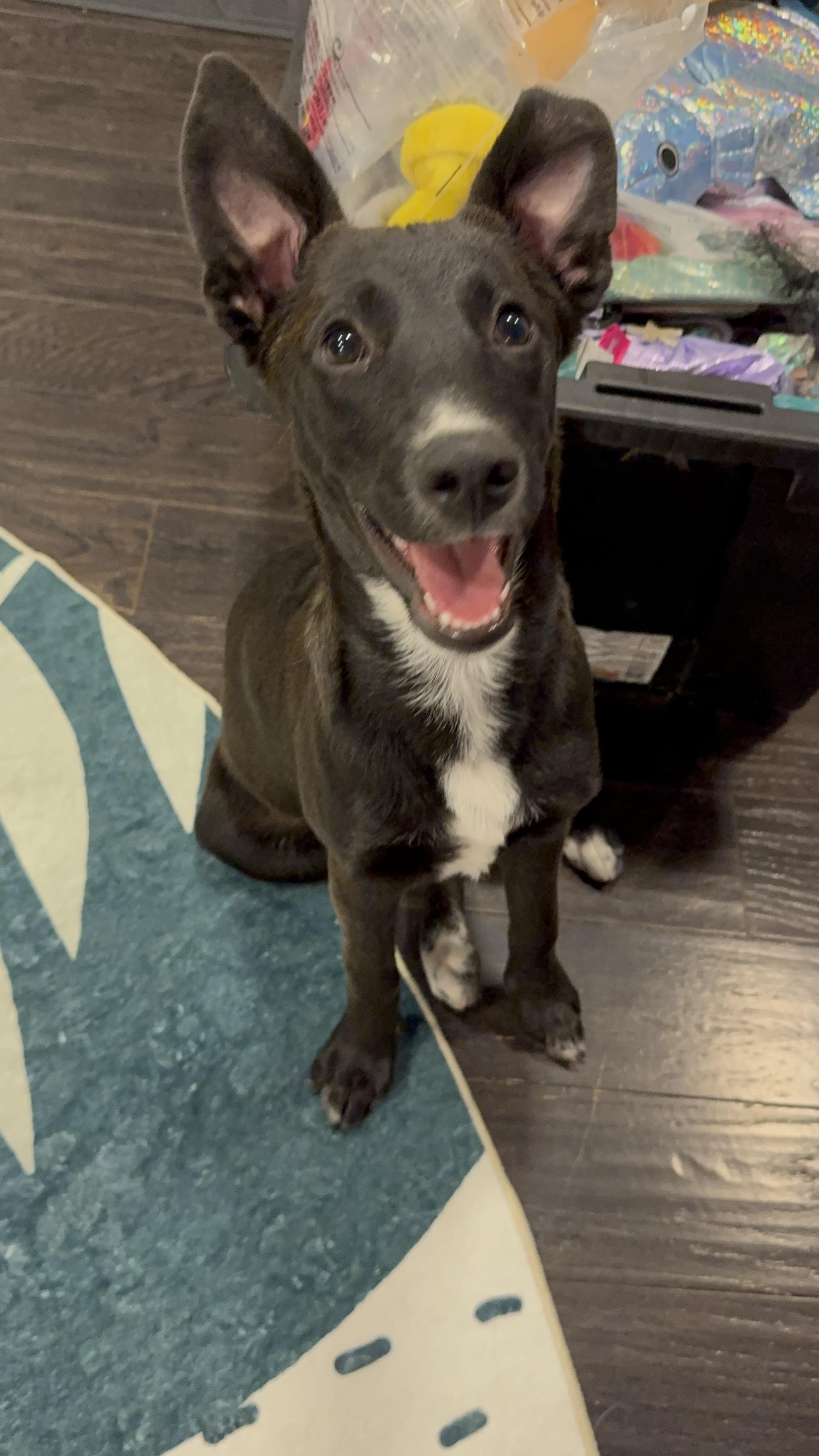 Enlarge Prada, a Adoptable mixed breed in Bakersfield, CA image 1/6