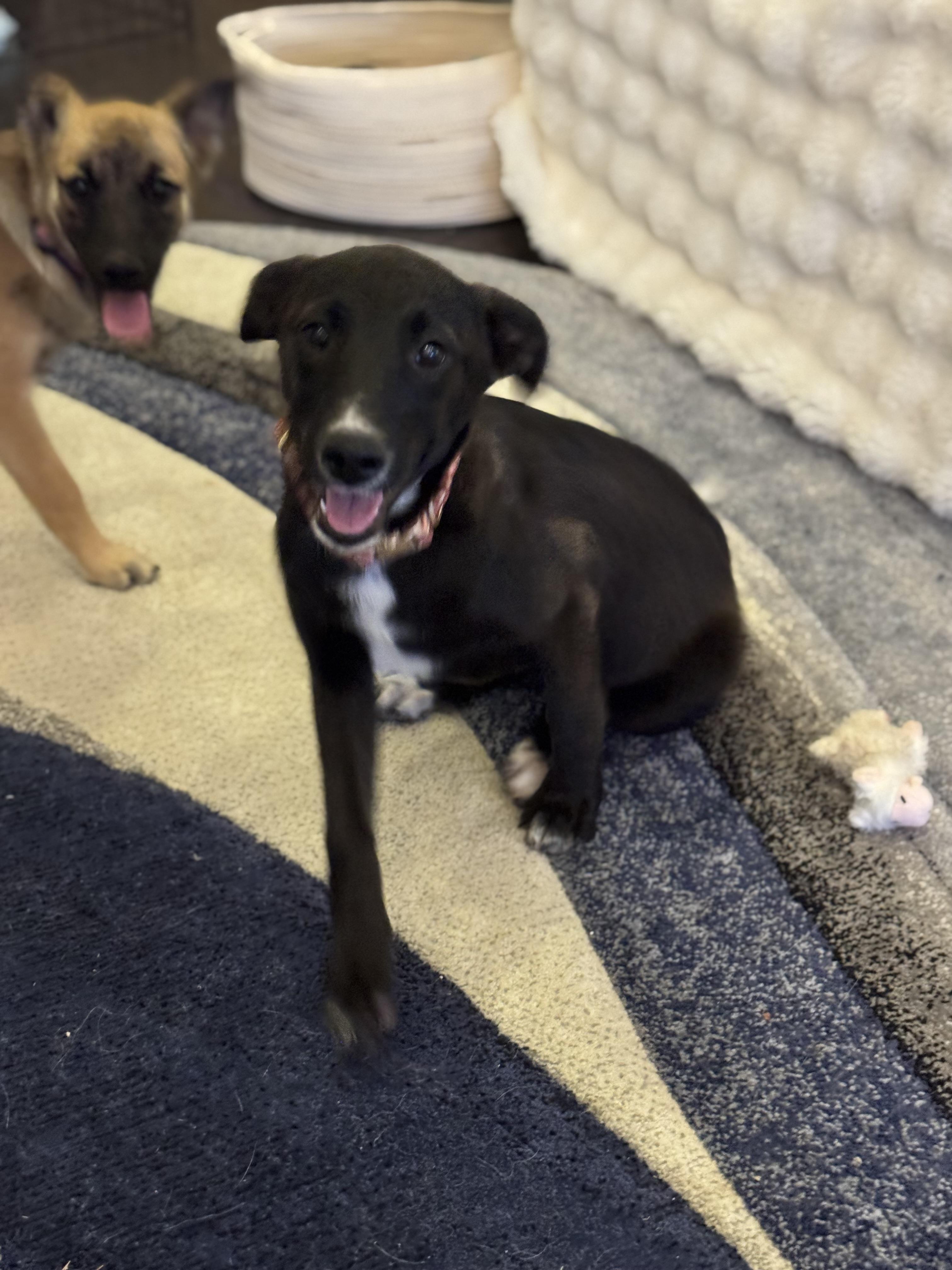 Prada, Adoptable, Puppy Female Shepherd.