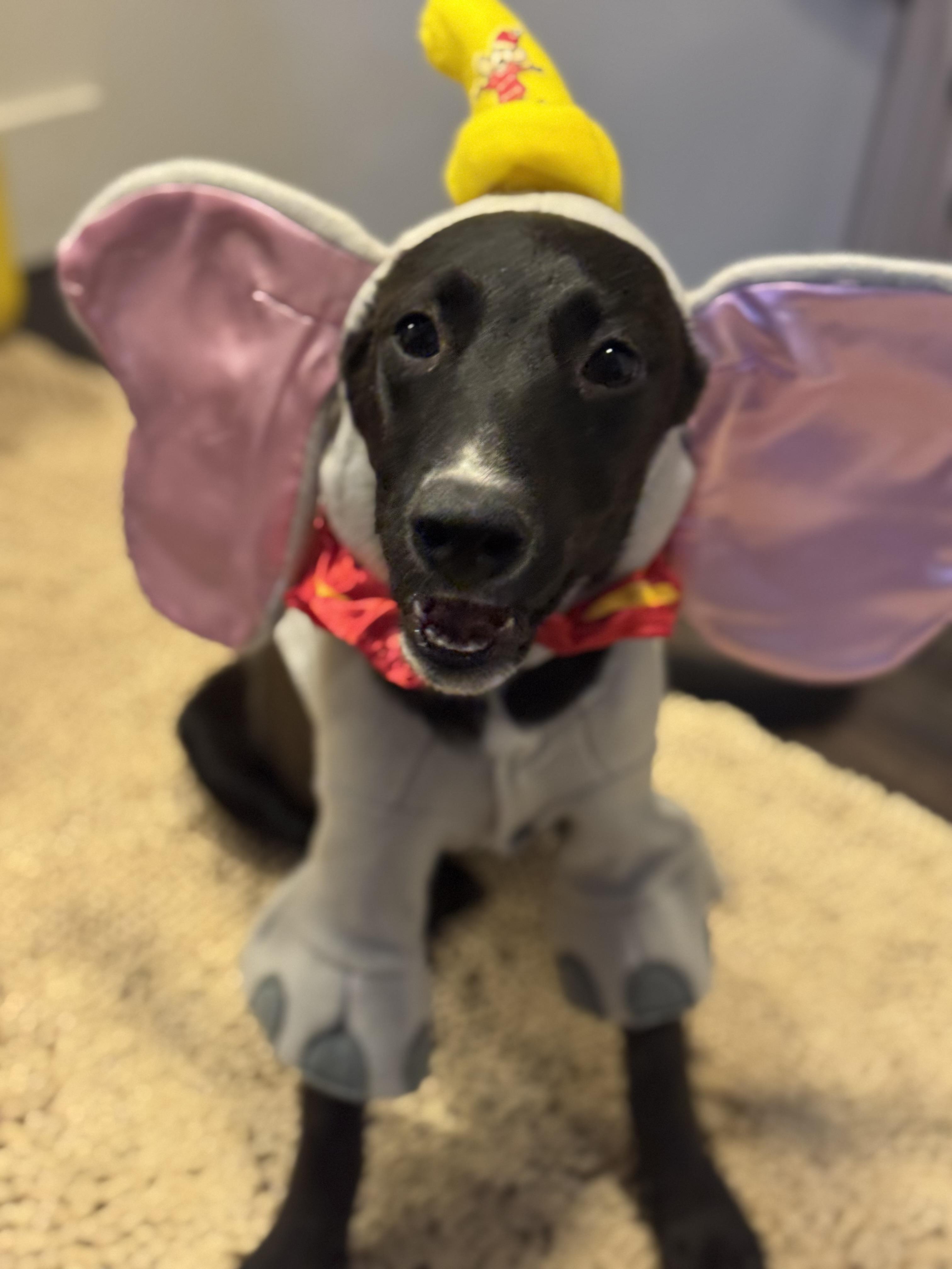 Enlarge Prada, a Adoptable mixed breed in Bakersfield, CA image 2/6