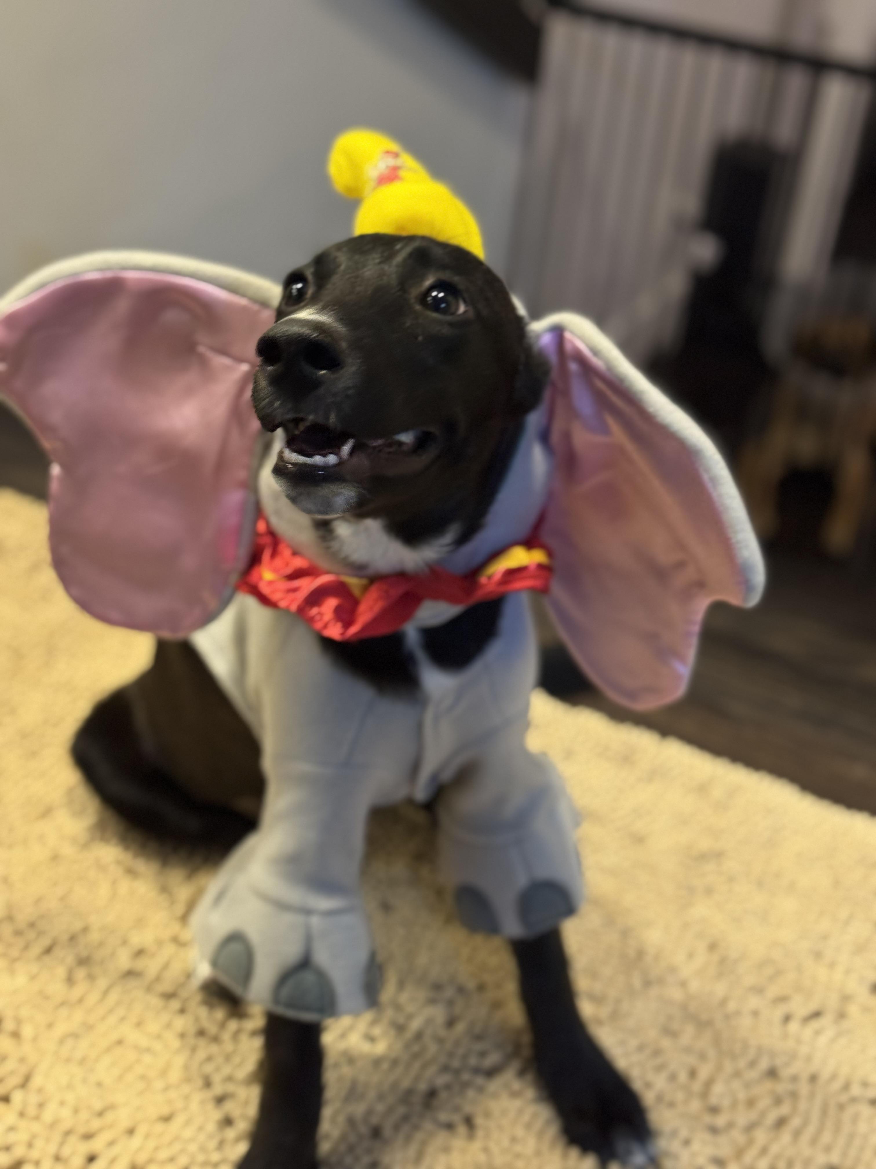 Enlarge Prada, a Adoptable mixed breed in Bakersfield, CA image 3/6