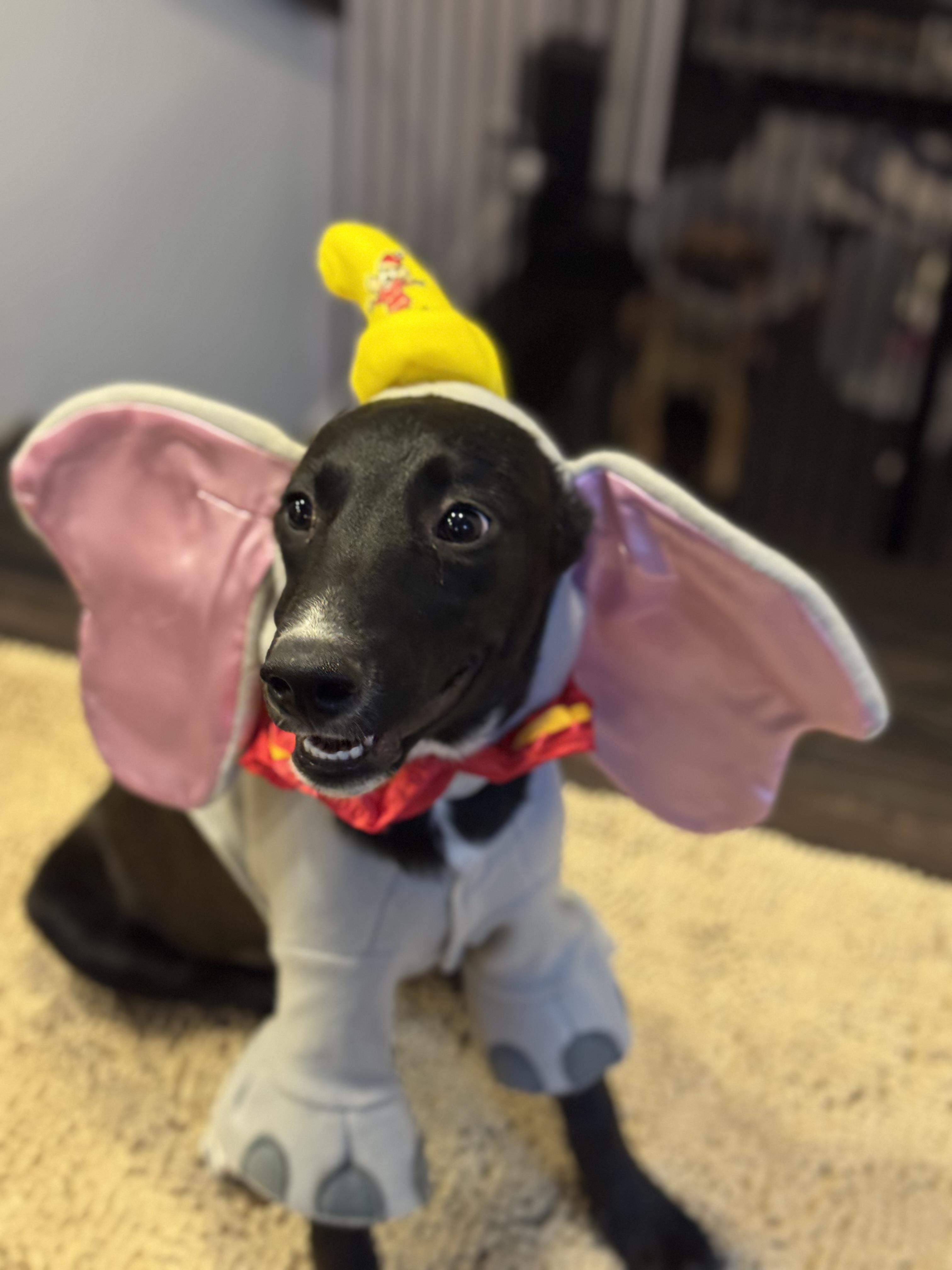 Enlarge Prada, a Adoptable mixed breed in Bakersfield, CA image 4/6