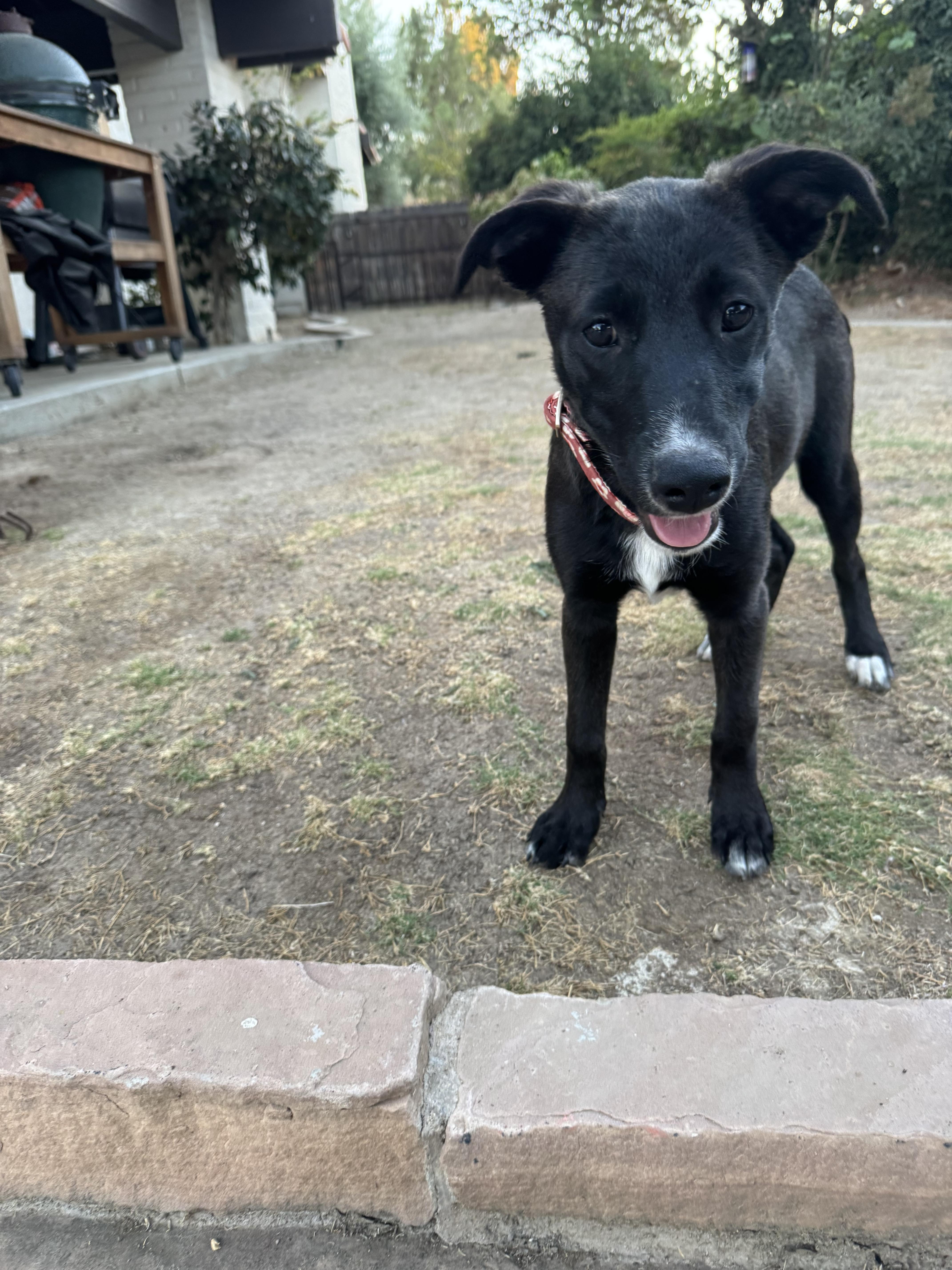 Prada, a Adoptable mixed breed in Bakersfield, CA image 2/6