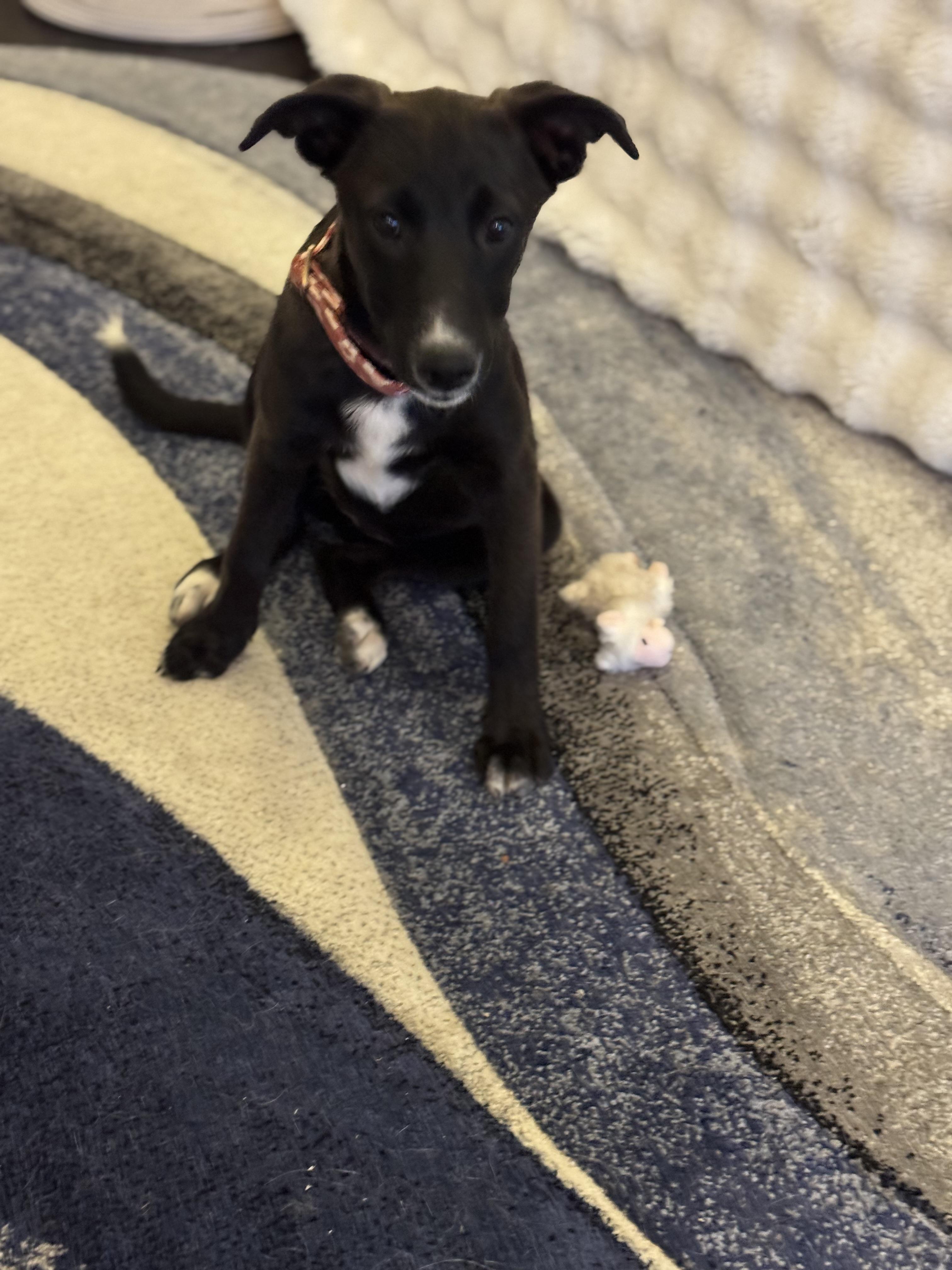 Enlarge Prada, a Adoptable mixed breed in Bakersfield, CA image 5/6