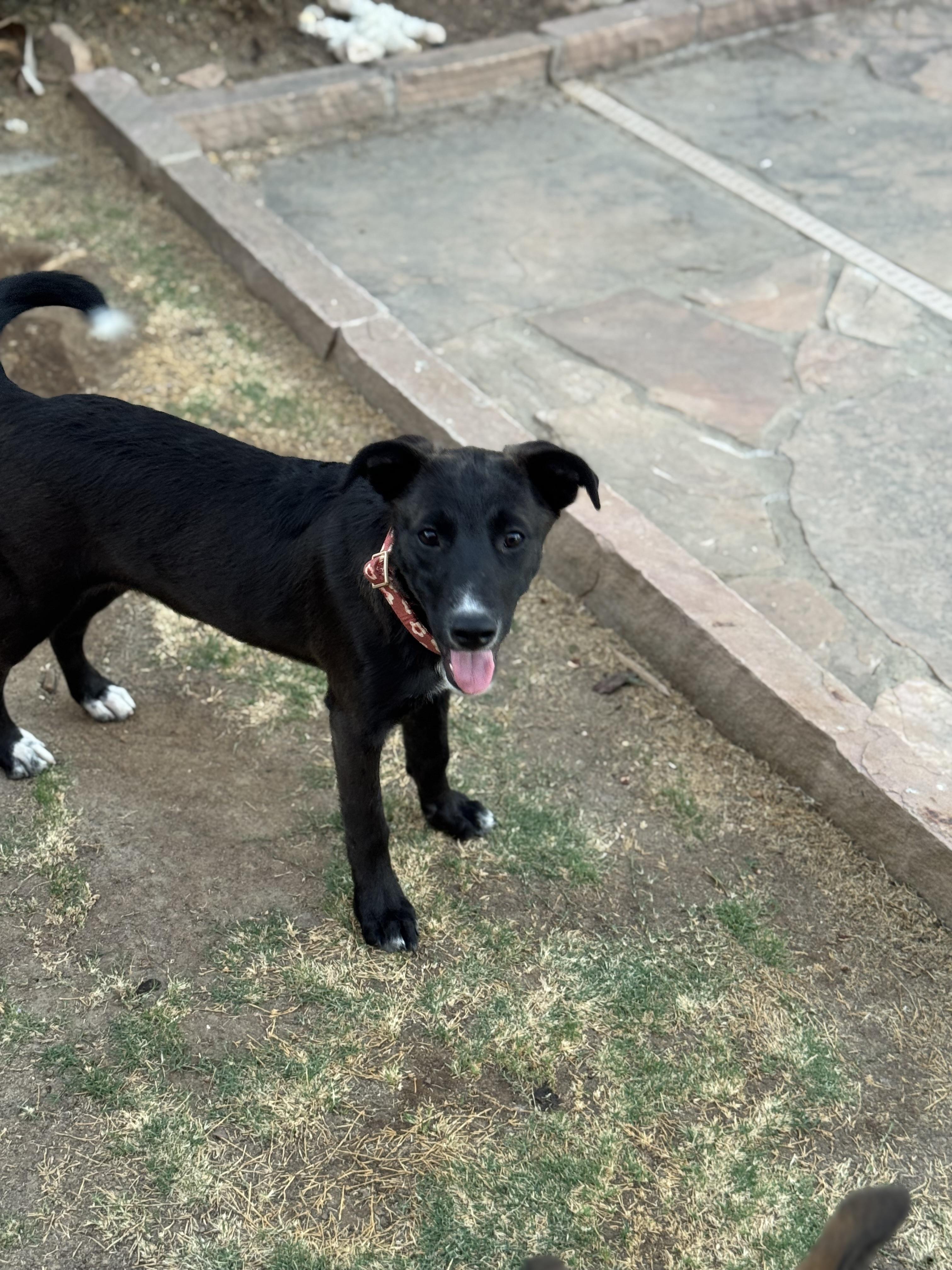 Prada, a Adoptable mixed breed in Bakersfield, CA image 3/6