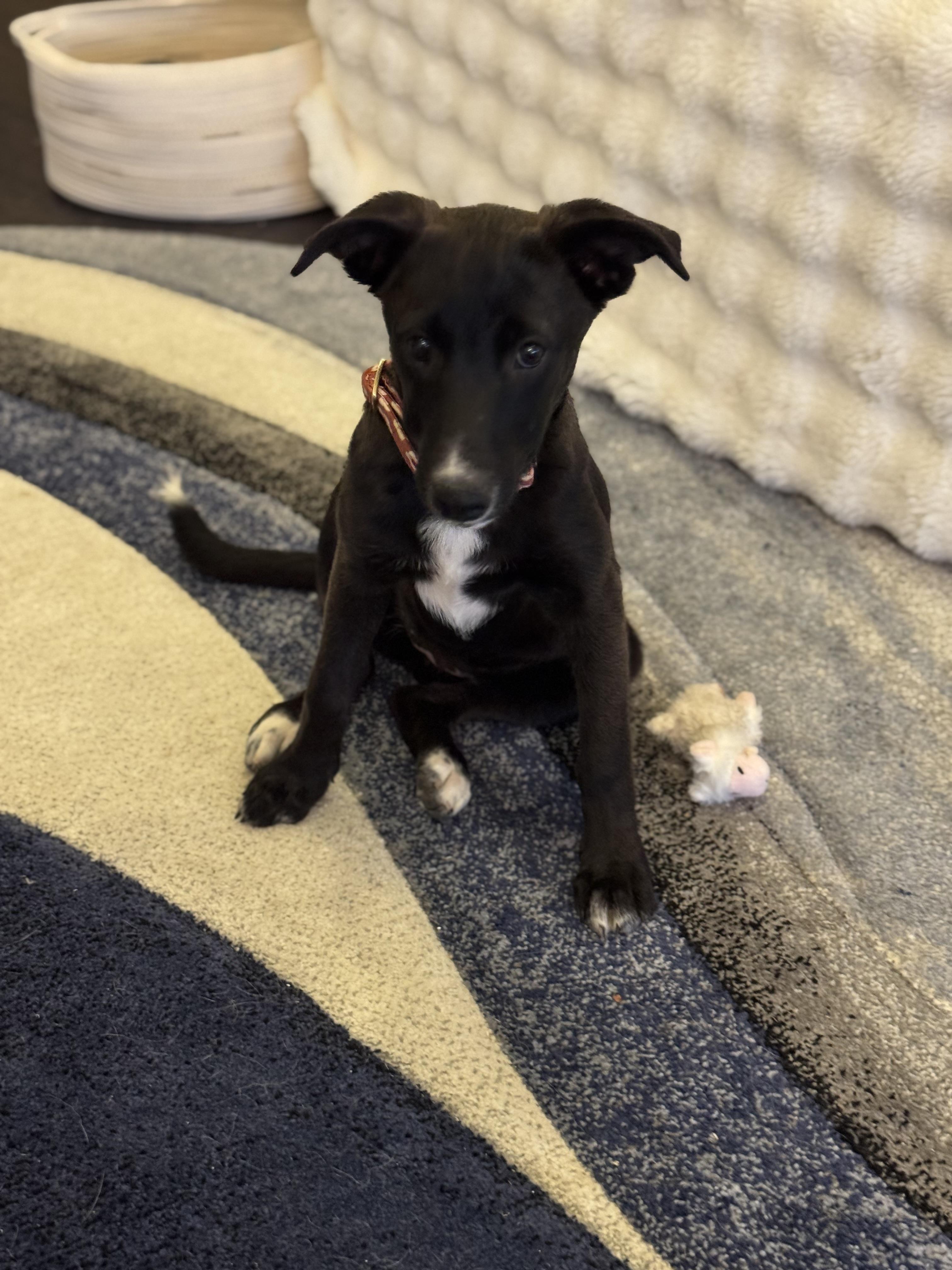 Prada, a Adoptable mixed breed in Bakersfield, CA image 4/6