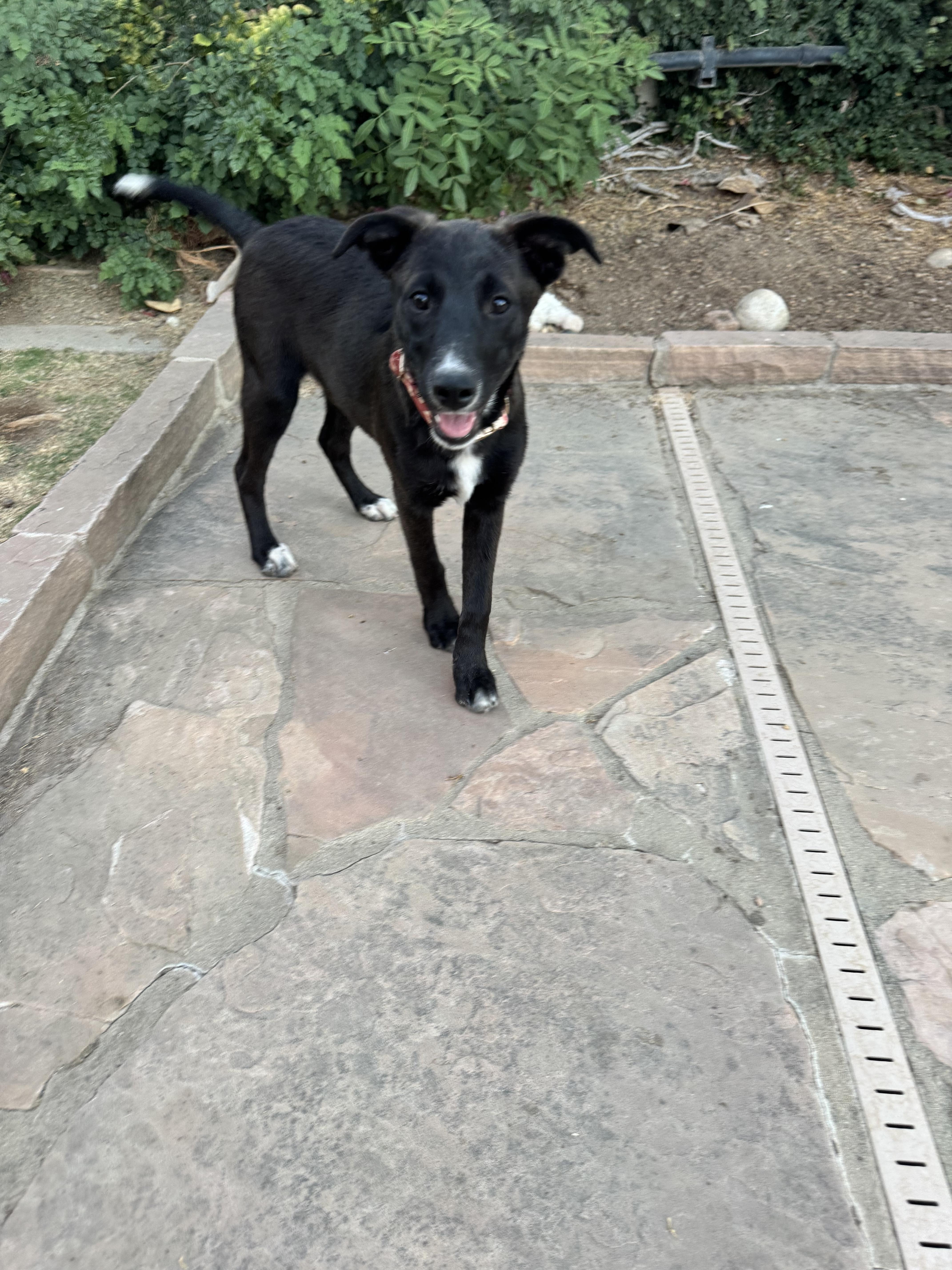 Prada, a Adoptable mixed breed in Bakersfield, CA image 5/6