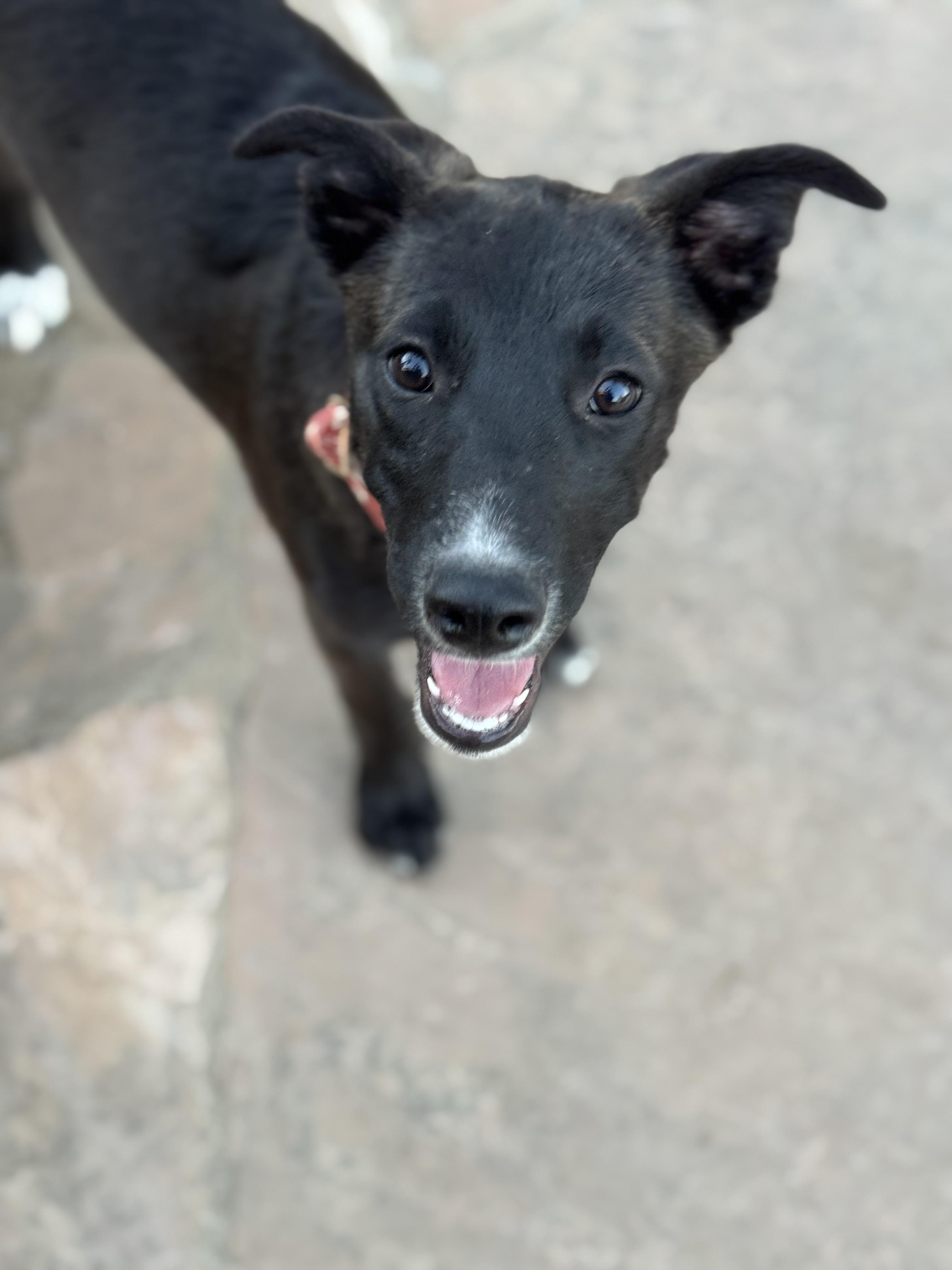 Prada, a Adoptable mixed breed in Bakersfield, CA image 6/6