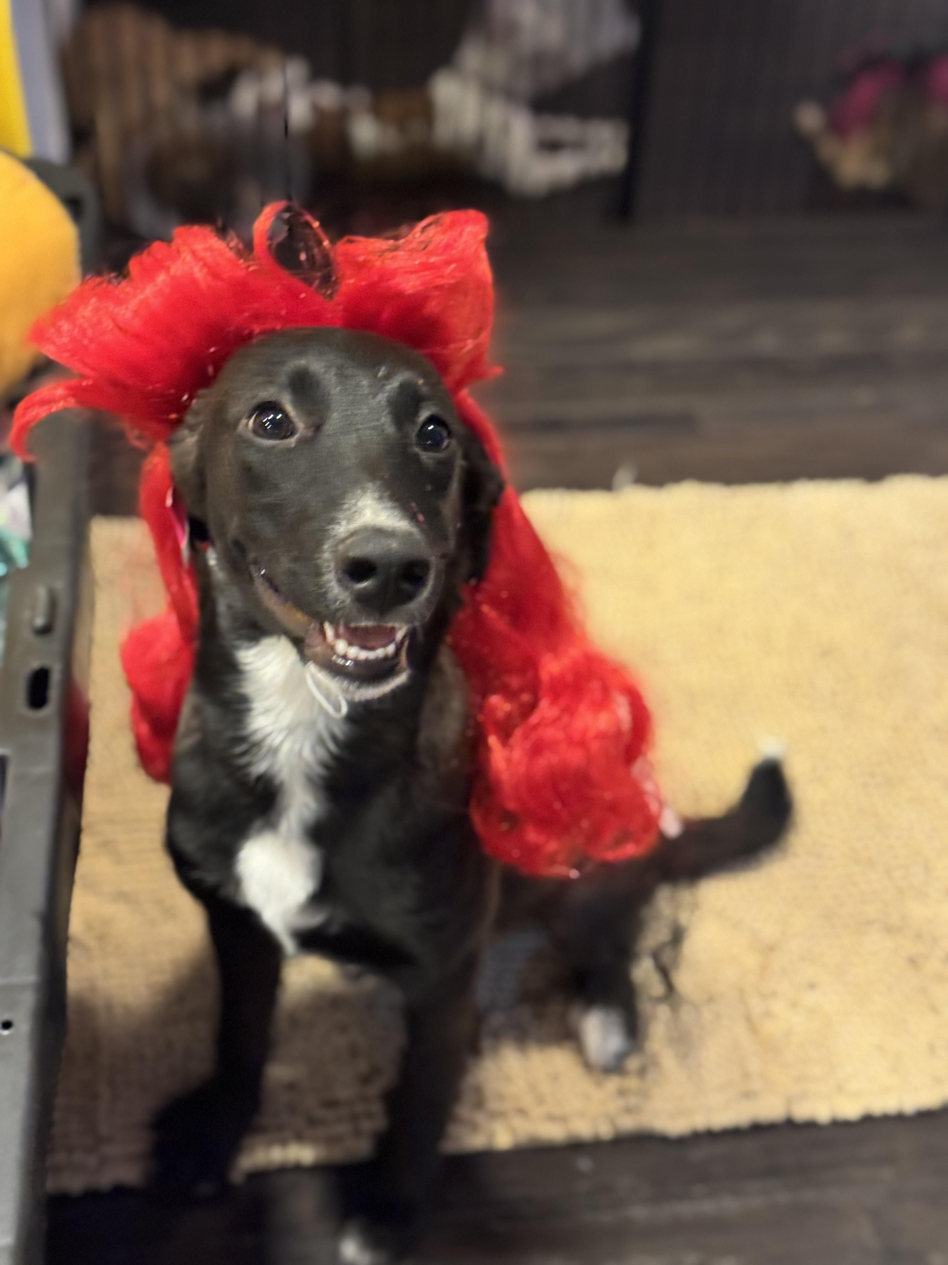 Enlarge Prada, a Adoptable mixed breed in Bakersfield, CA image 6/6