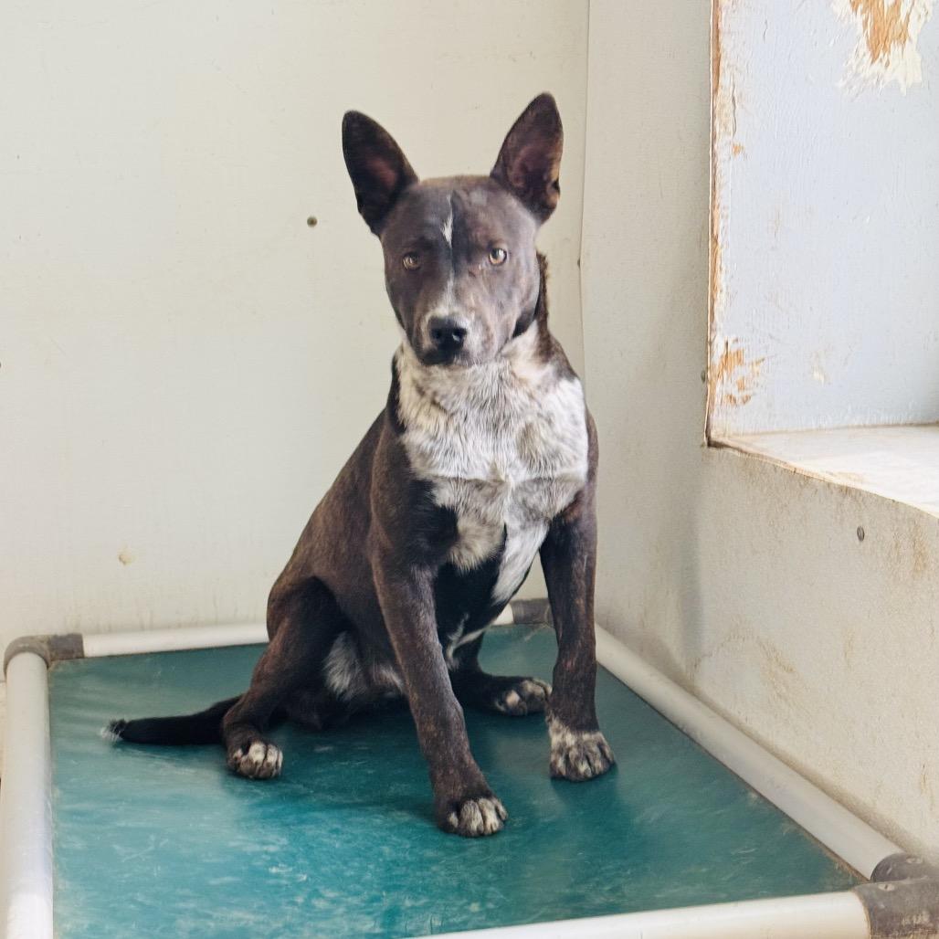 Buzzer, Adoptable, Adult Male Cattle Dog.
