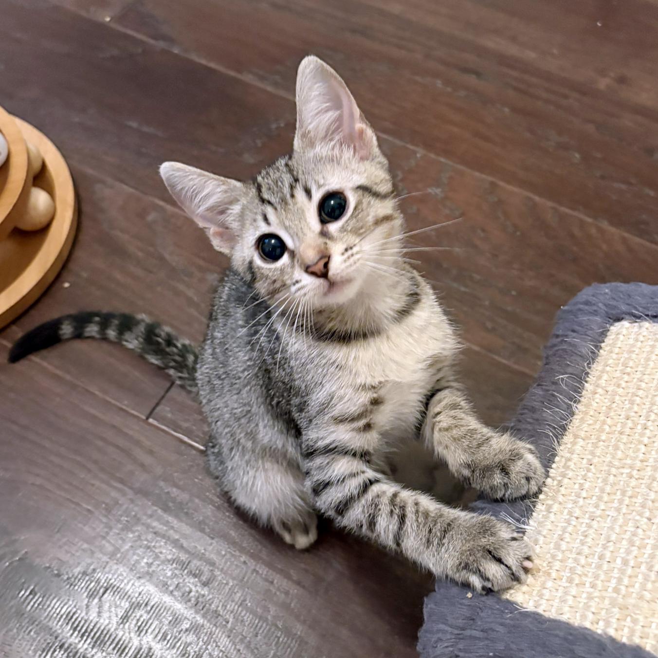 Star, Adopted, Kitten Female Domestic Short Hair & Tiger.