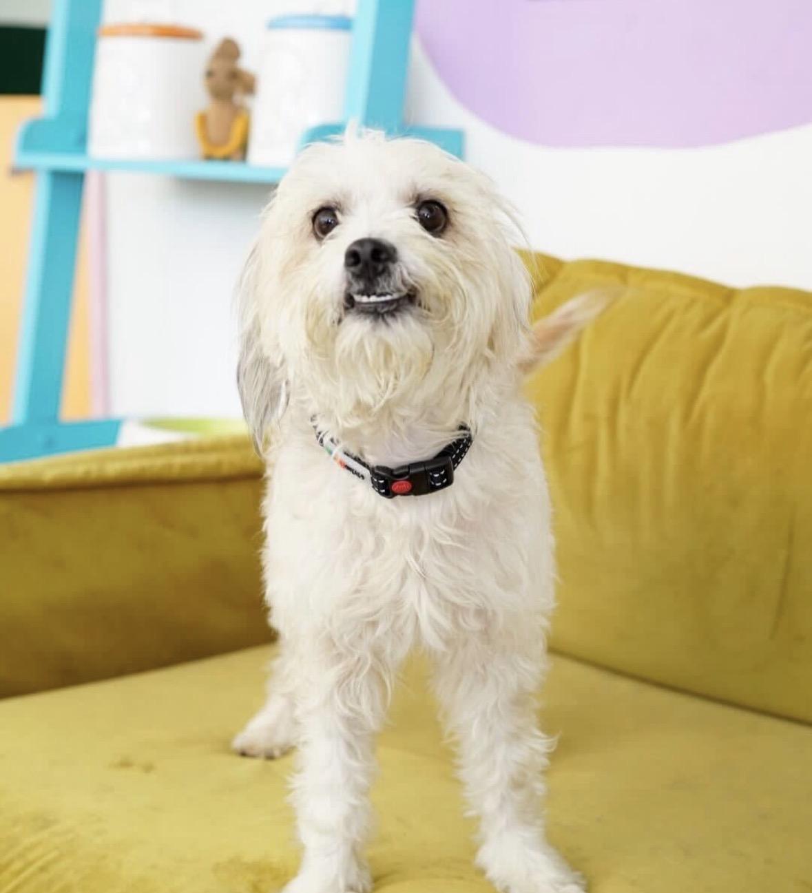 Enlarge Lucian, a Adoptable mixed breed in Pasadena, CA image 4/5