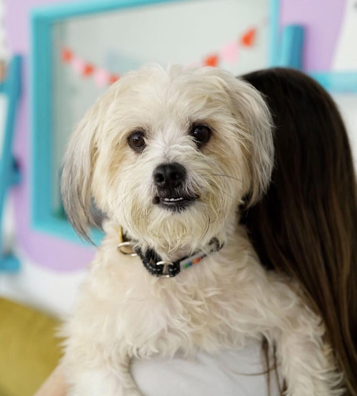 Enlarge Lucian, a Adoptable mixed breed in Pasadena, CA image 5/5