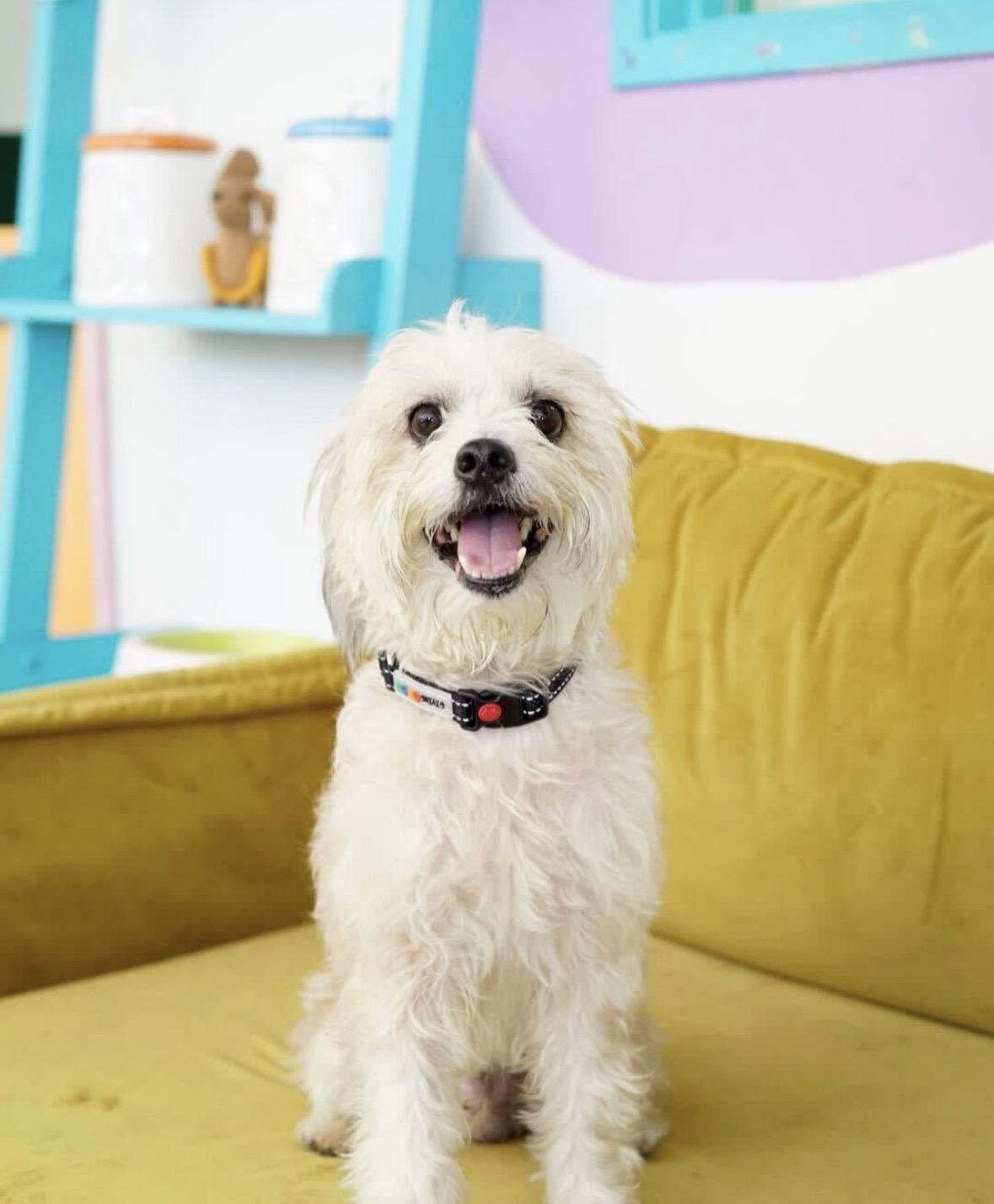 Lucian, Adoptable, Adult Male Poodle.