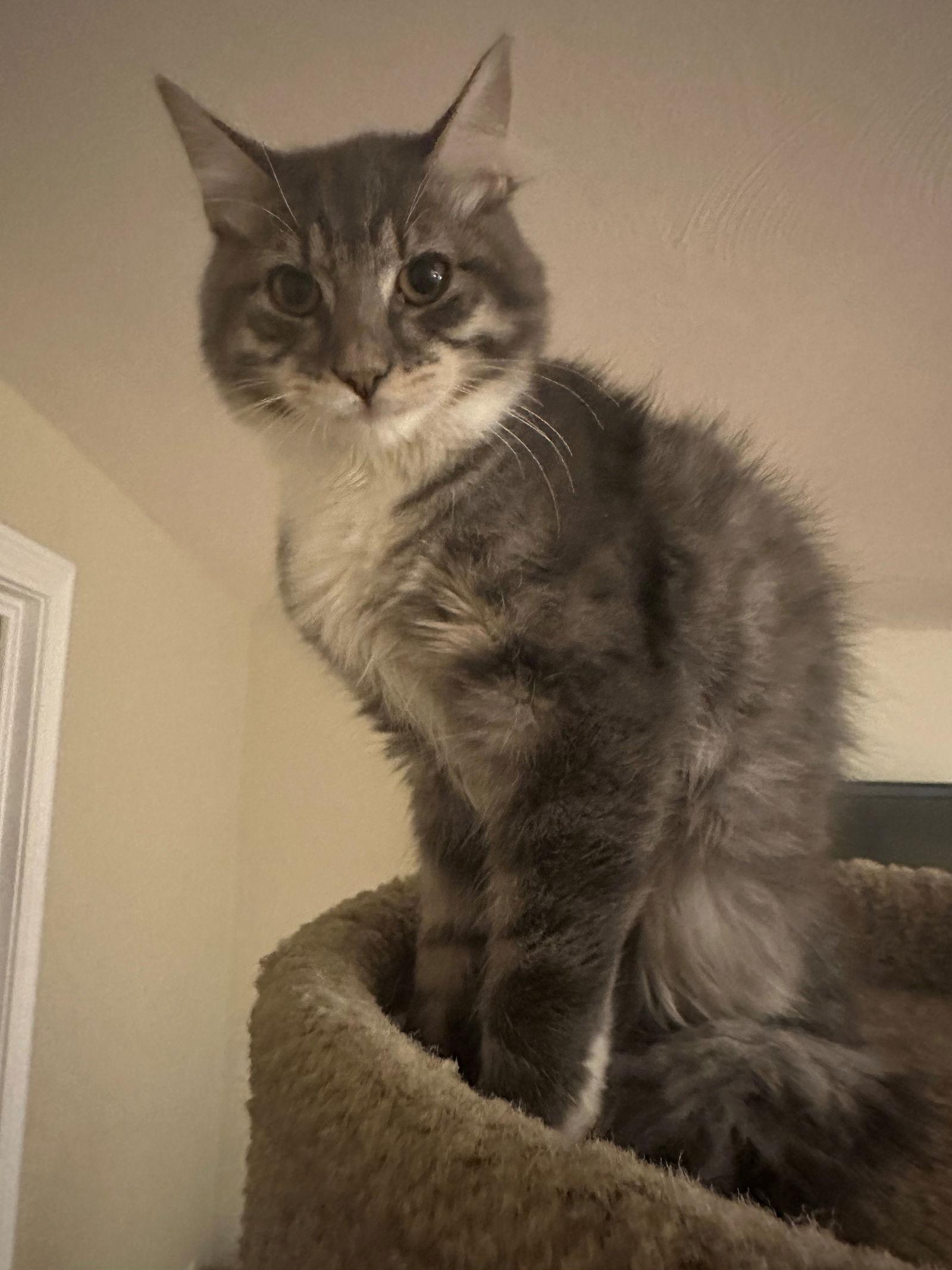 Enlarge Bryson, a Adopted Domestic Medium Hair in Naugatuck, CT image 1/3