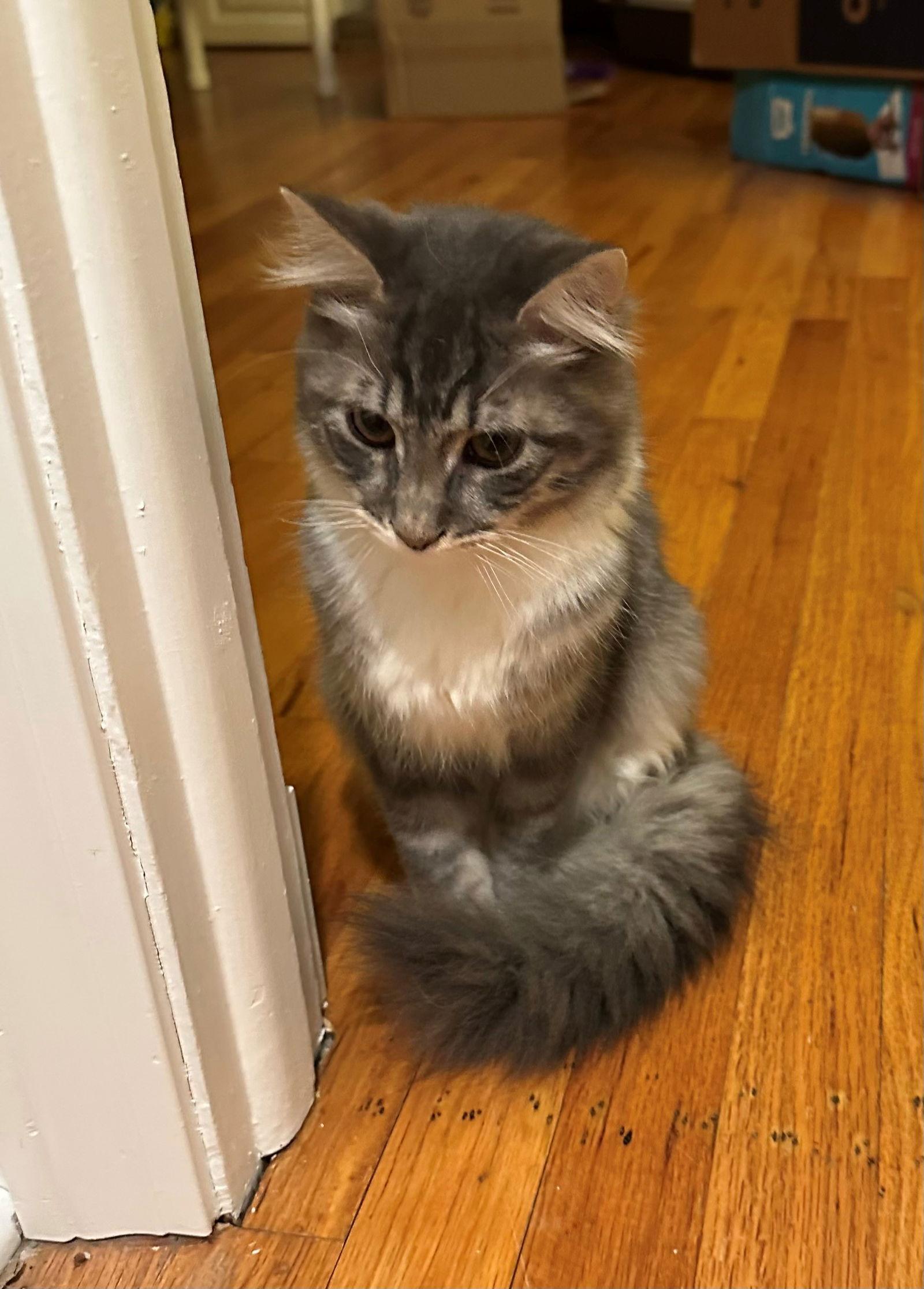 Enlarge Bryson, a Adopted Domestic Medium Hair in Naugatuck, CT image 2/3