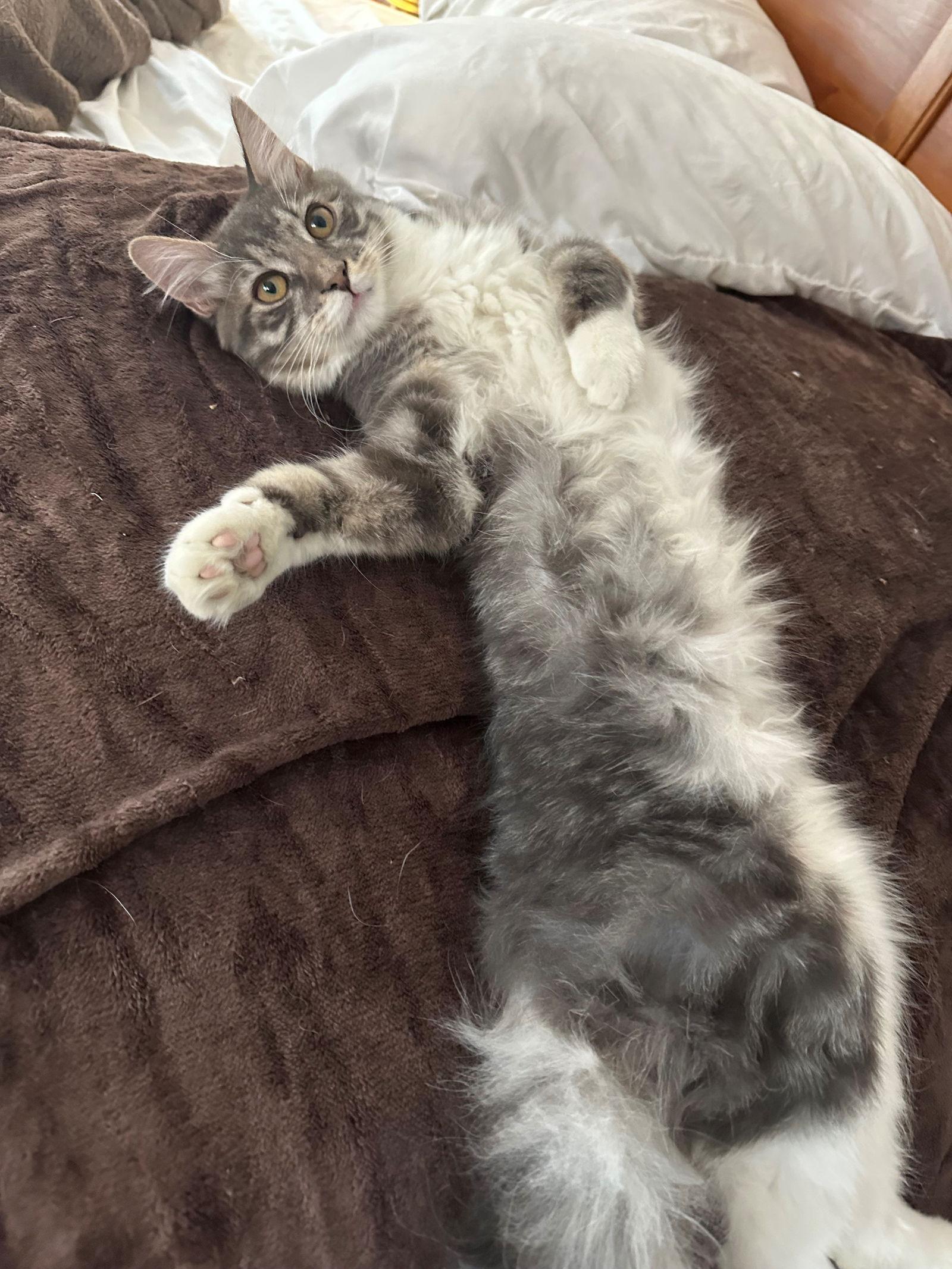 Enlarge Bryson, a Adopted Domestic Medium Hair in Naugatuck, CT image 3/3