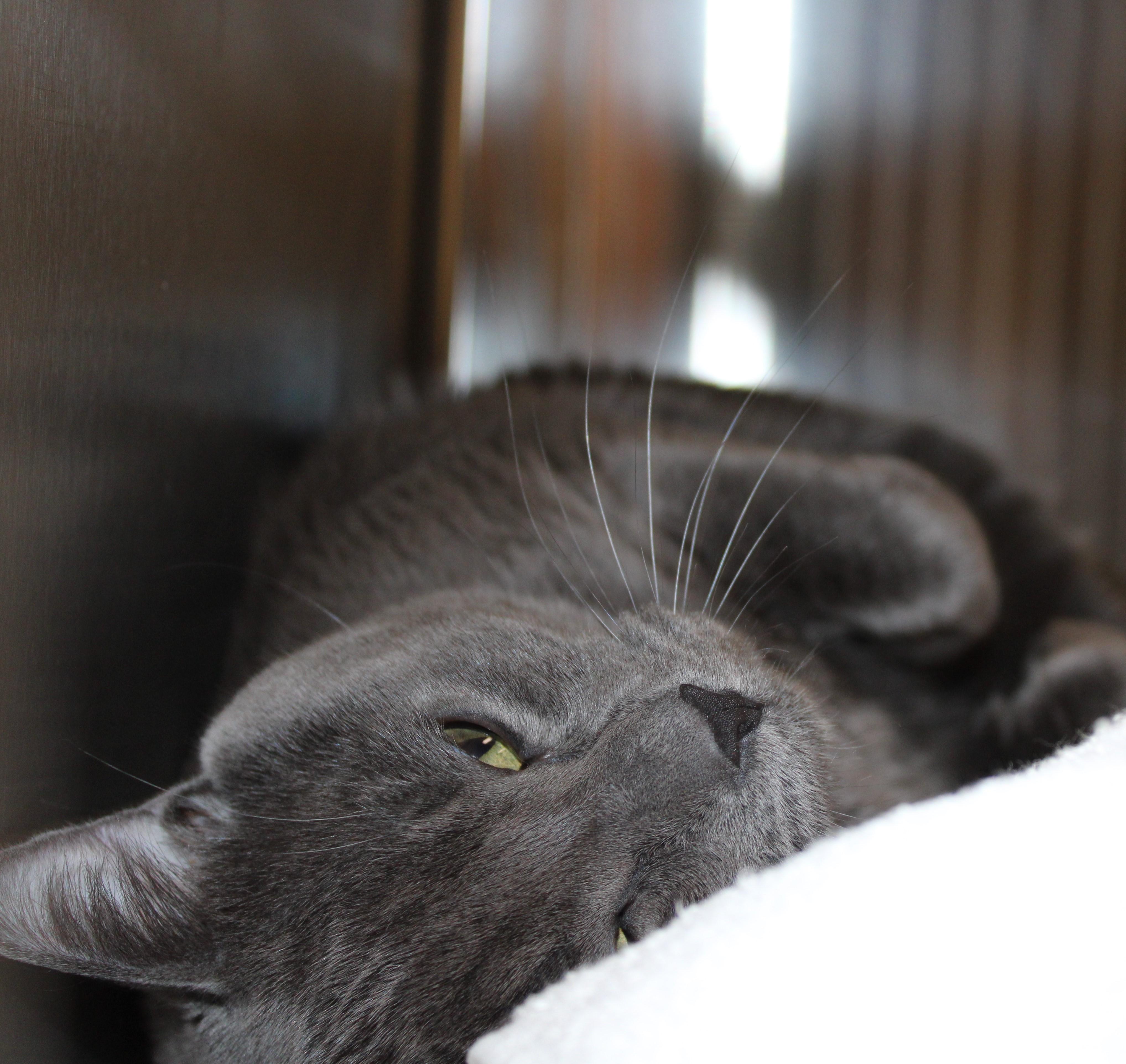 Linus, an adoptable Domestic Short Hair in Mississauga, ON image 2/2