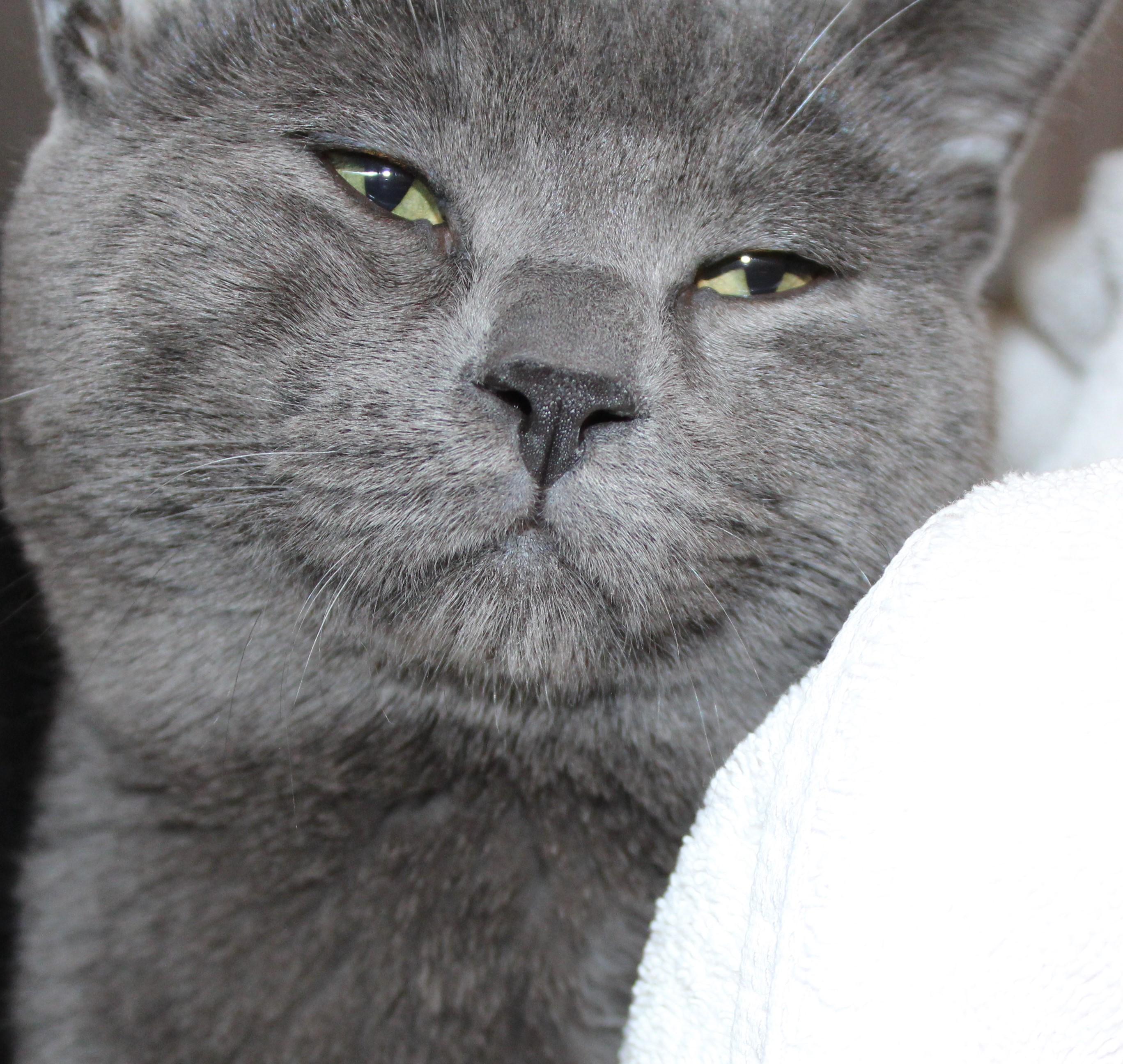 Linus, an adoptable Domestic Short Hair in Mississauga, ON image 1/2