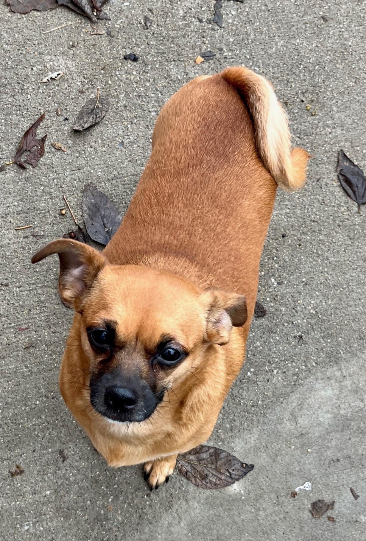 Enlarge Lucy, an adoptable Chiweenie in Lexington, KY image 1/3