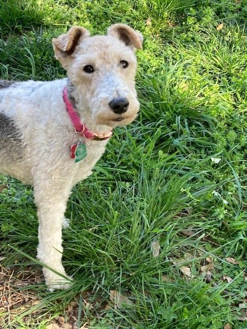 Abby, Adopted, Adult Female Wire Fox Terrier.
