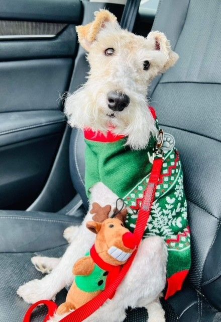 Enlarge Abby, a Adopted Wire Fox Terrier in Houston, TX image 3/5