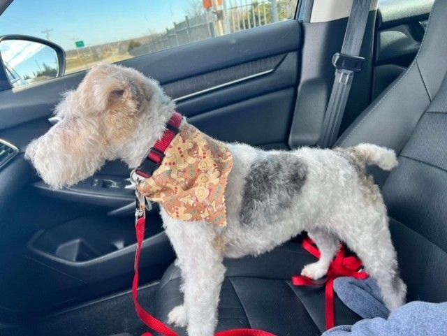 Enlarge Abby, a Adopted Wire Fox Terrier in Houston, TX image 4/5