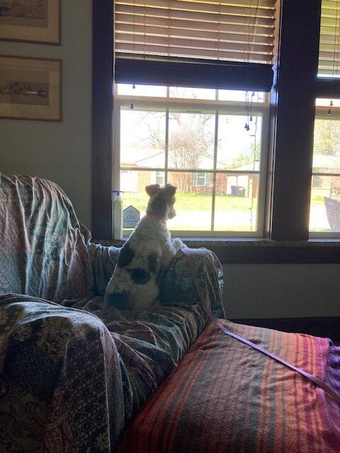 Enlarge Abby, a Adopted Wire Fox Terrier in Houston, TX image 5/5