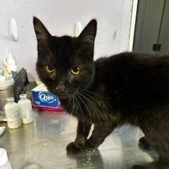 Puck, Adoptable, Young Male Domestic Short Hair.