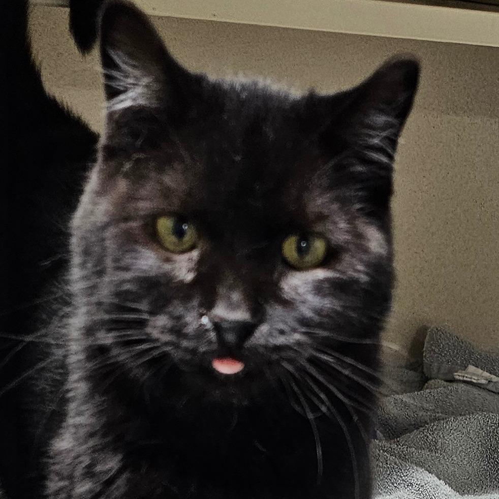 Enlarge Puck, a Adoptable Domestic Short Hair in Grinnell, IA image 2/3