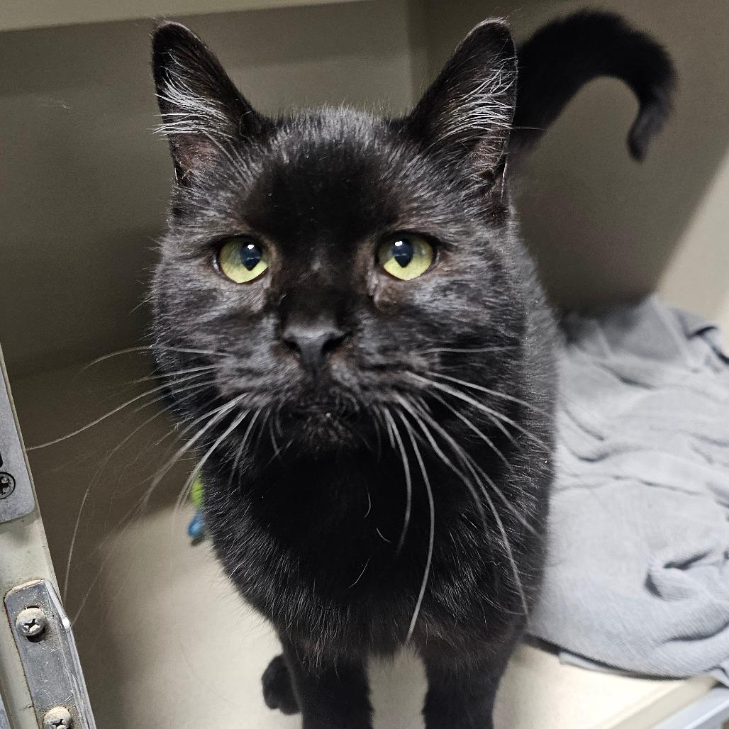 Enlarge Puck, a Adoptable Domestic Short Hair in Grinnell, IA image 2/2
