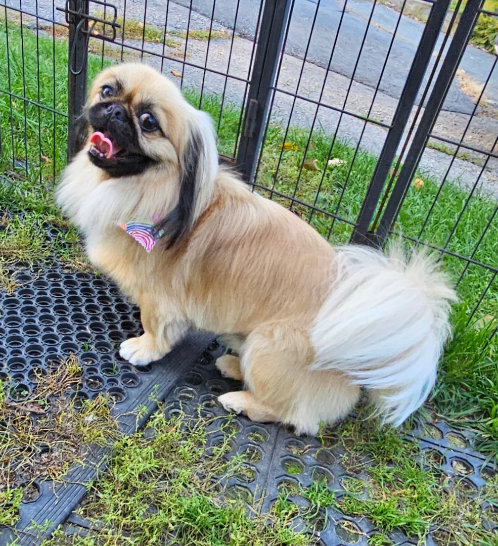 Enlarge Bodie, a Adopted Pekingese in Wharton, NJ image 1/5