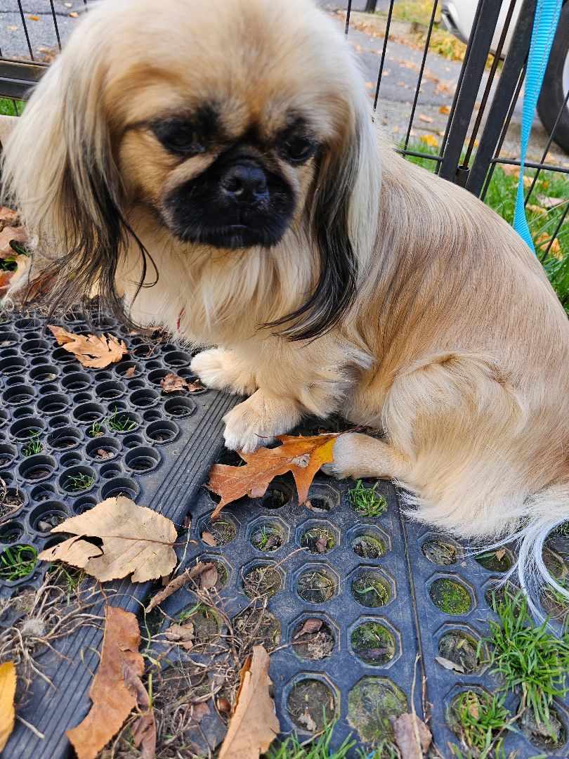 Enlarge Bodie, a Adopted Pekingese in Wharton, NJ image 2/5