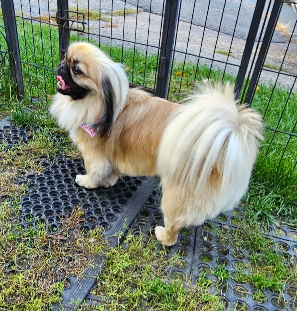 Enlarge Bodie, a Adopted Pekingese in Wharton, NJ image 3/5