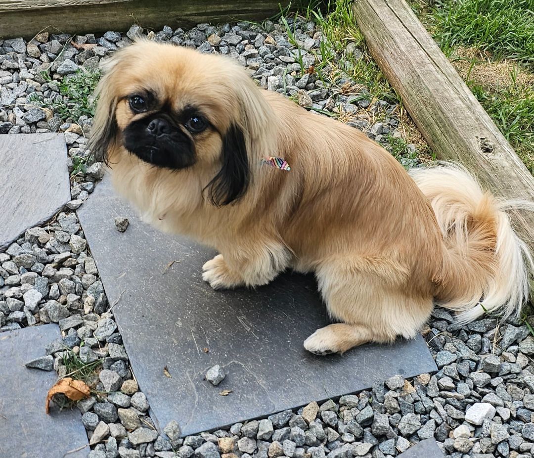 Enlarge Bodie, a Adopted Pekingese in Wharton, NJ image 5/5