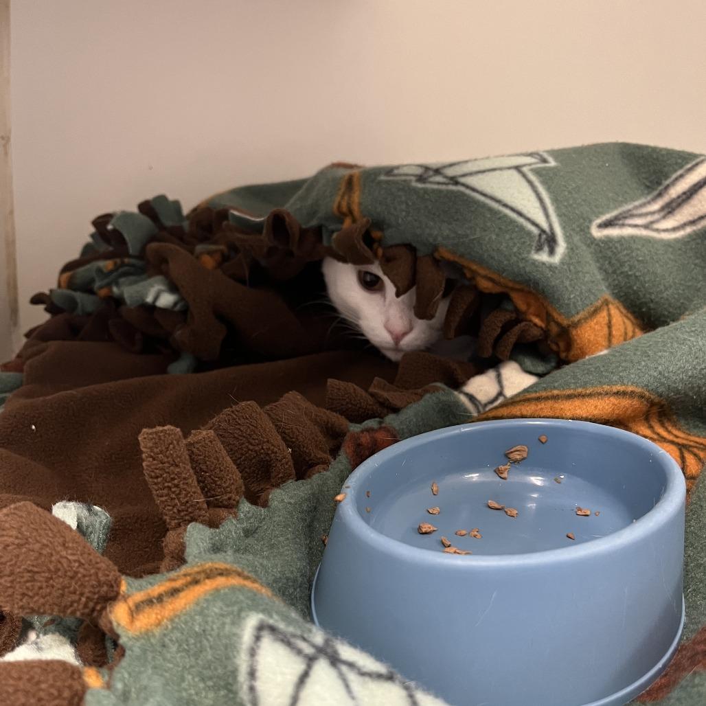 Enlarge Valli, a Adoptable Domestic Short Hair in Fargo, ND image 2/6
