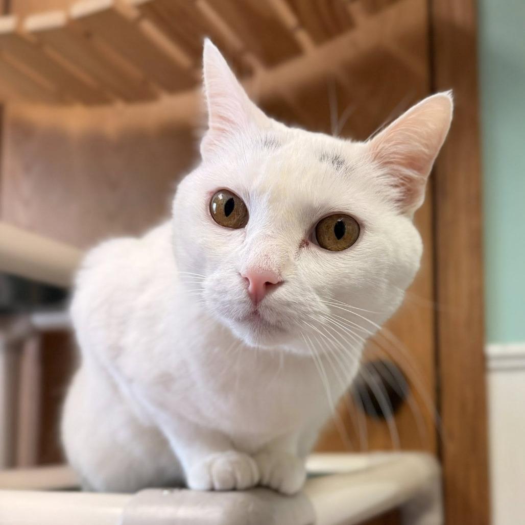 Enlarge Valli, a Adoptable Domestic Short Hair in Fargo, ND image 3/6